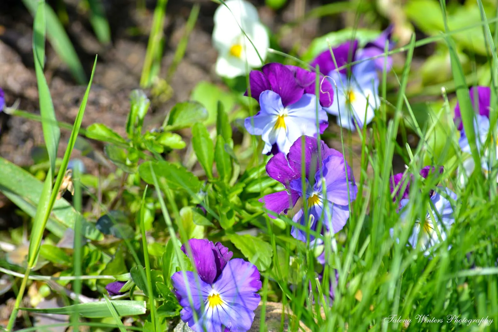 I added some purple and white ones to keep the yellow ones company. Pansies and daisies--pretty much my favourite flowers in the world.