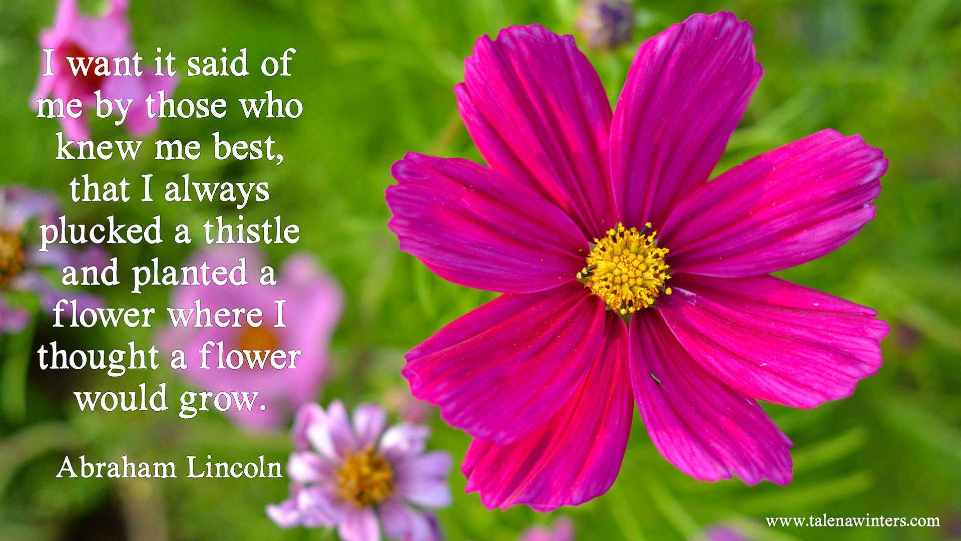 "I always plucked a thistle and planted a flower" desktop wallpaper from www.talenawinters.com. Find more free wallpapers here .