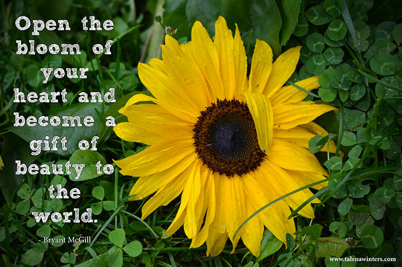 "Open the bloom of your heart and become a gift of beauty to the world." - Bryant McGill. Image copyright Talena Winters. Get as a free desktop wallpaper at www.talenawinters.com/desktop-wallpapers .