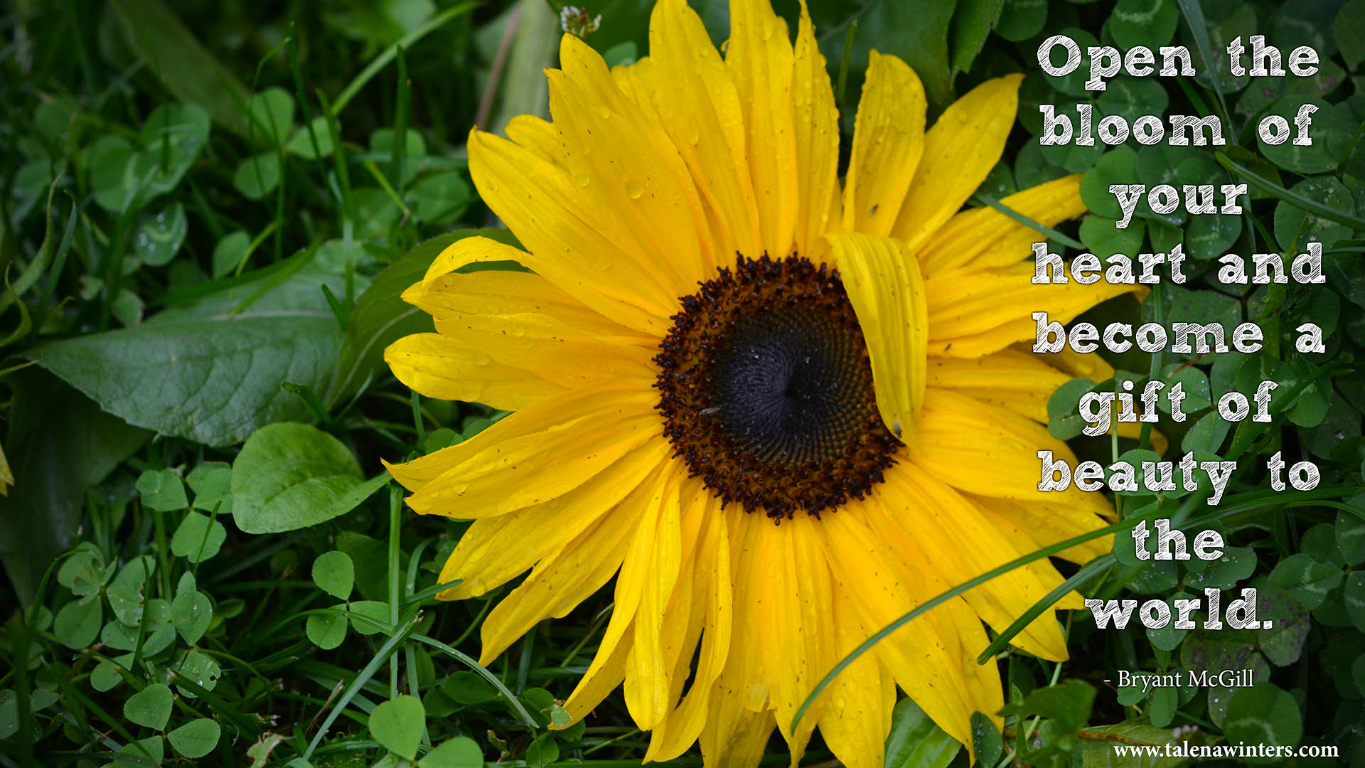 "Open the bloom of your heart and become a gift of beauty to the world." Bryant McGill. Free inspirational desktop wallpaper, 1920x1080 px resolution. Get more free wallpapers at www.talenawinters.com/desktop-wallpapers