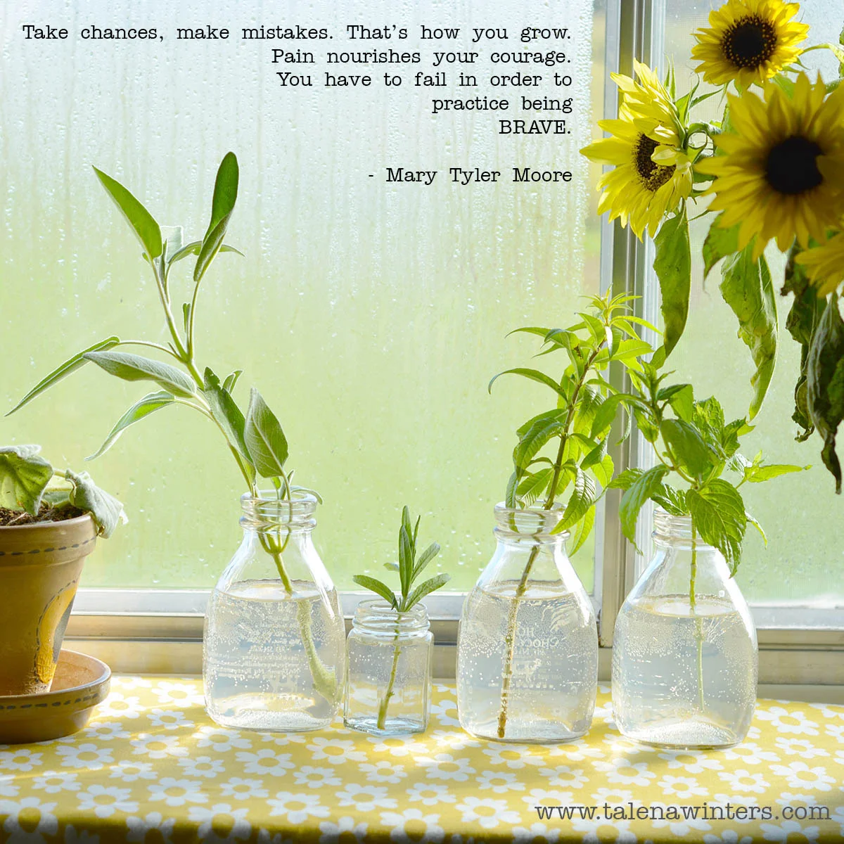 "Take chances, make mistakes. That’s how you grow. Pain nourishes your courage. You have to fail in order to practice being brave." - Mary Tyler Moore. Herb cuttings and sunflowers whose life didn't end at the first frost.