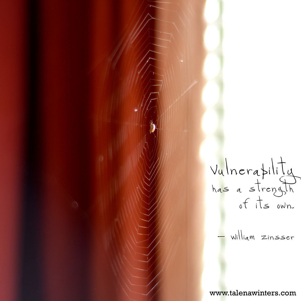 "Vulnerability has a strength of its own." - William Zinsser. Spider on its web in the slatted sunlight of my front window.