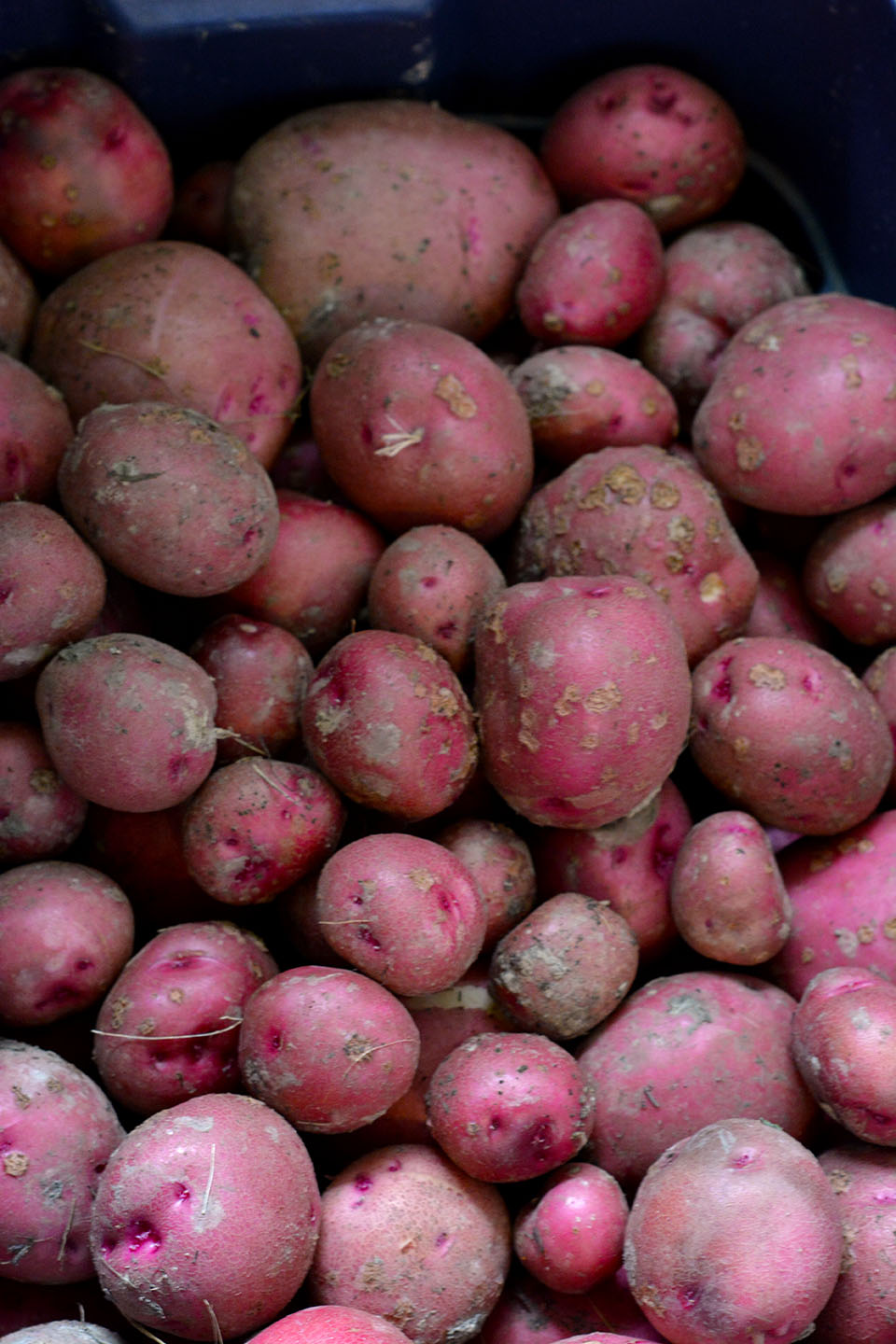I've got three more bins like this. Except some of them are cleaner. But not less scabby. :-) It was a good year for root vegetables in my garden.