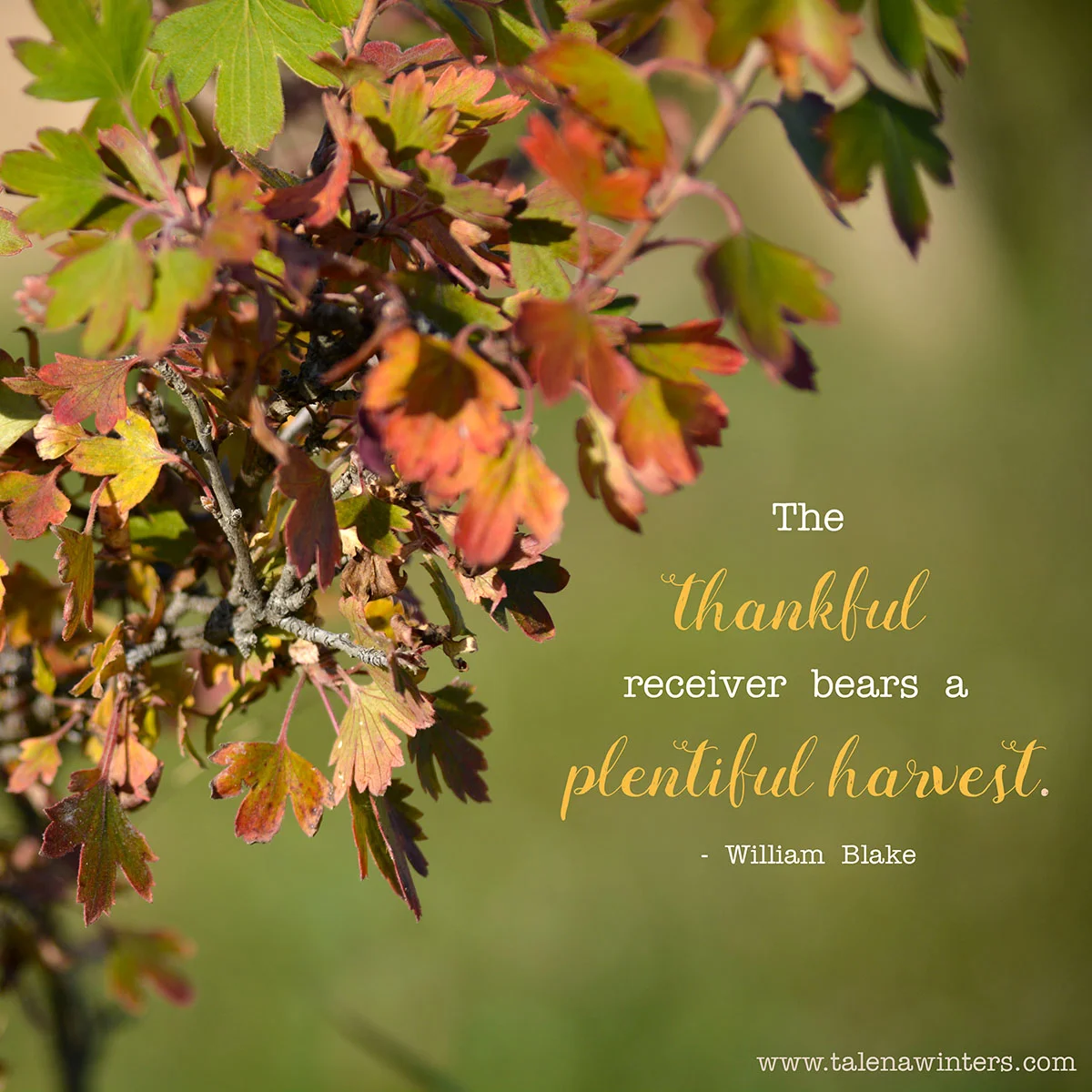 "The thankful receiver bears a plentiful harvest." - William Blake. Small black currant bush in autumn.