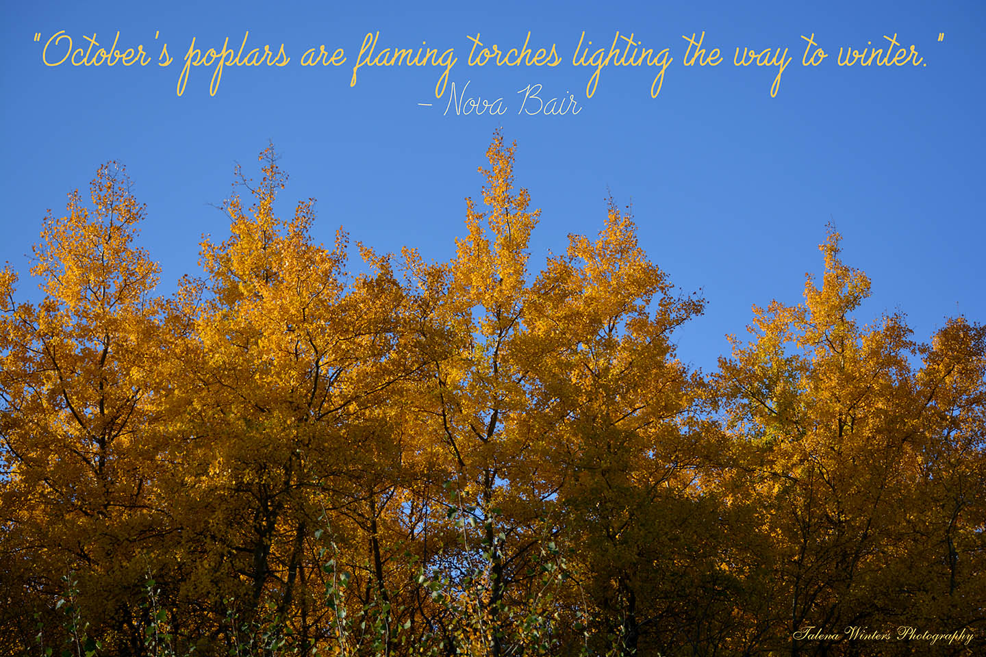 "October's poplars are flaming torches lighting the way to winter." - Nova Bair. Desktop wallpaper. 1920x1080 px resolution. More free wallpapers at www.talenawinters.com/desktop-wallpapers.