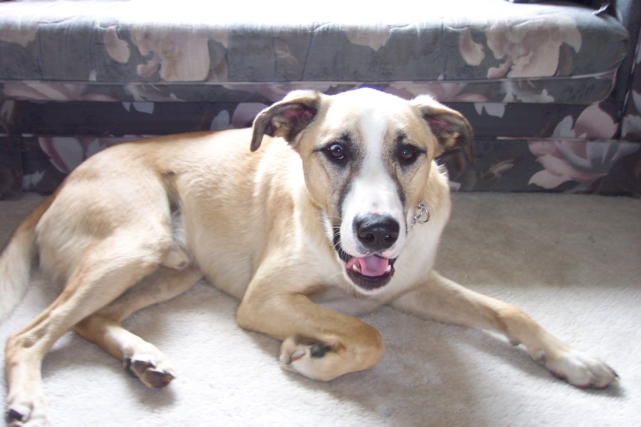 Brutus, in all his canine glory.