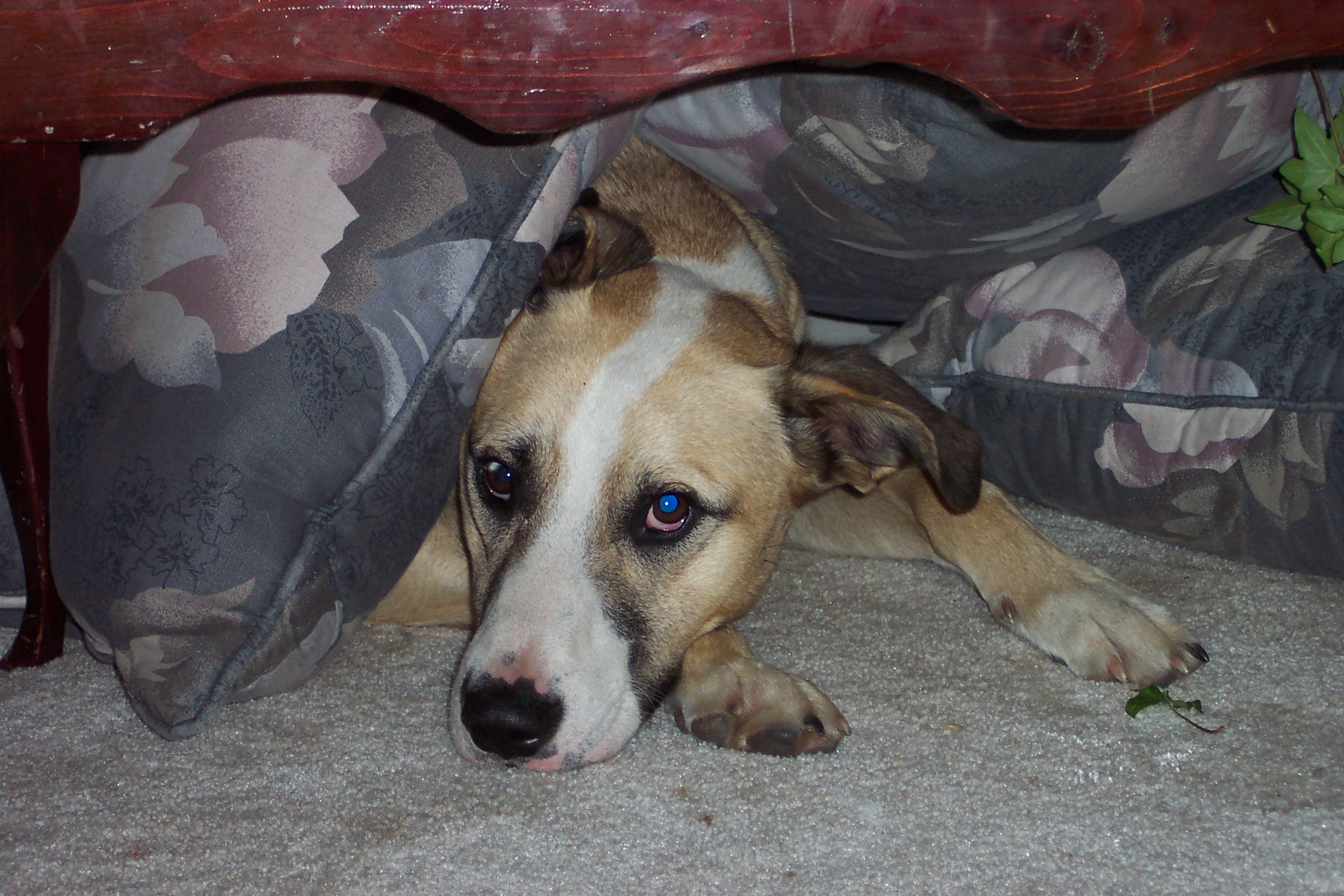 Poor puppy!