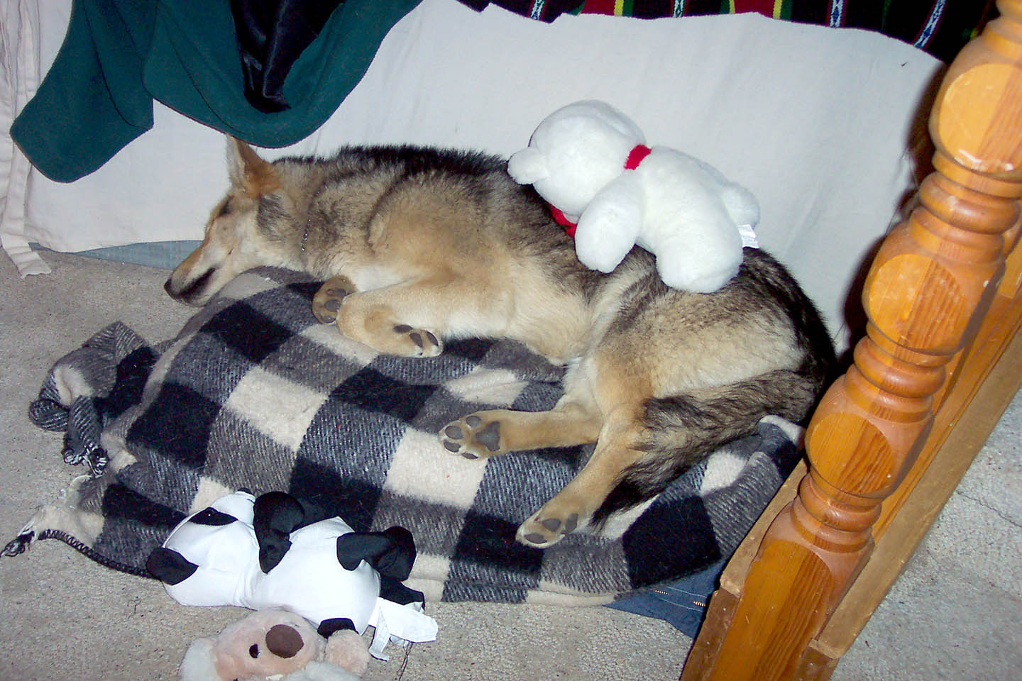 Suri and her bears (Jude and Noah were sharing)