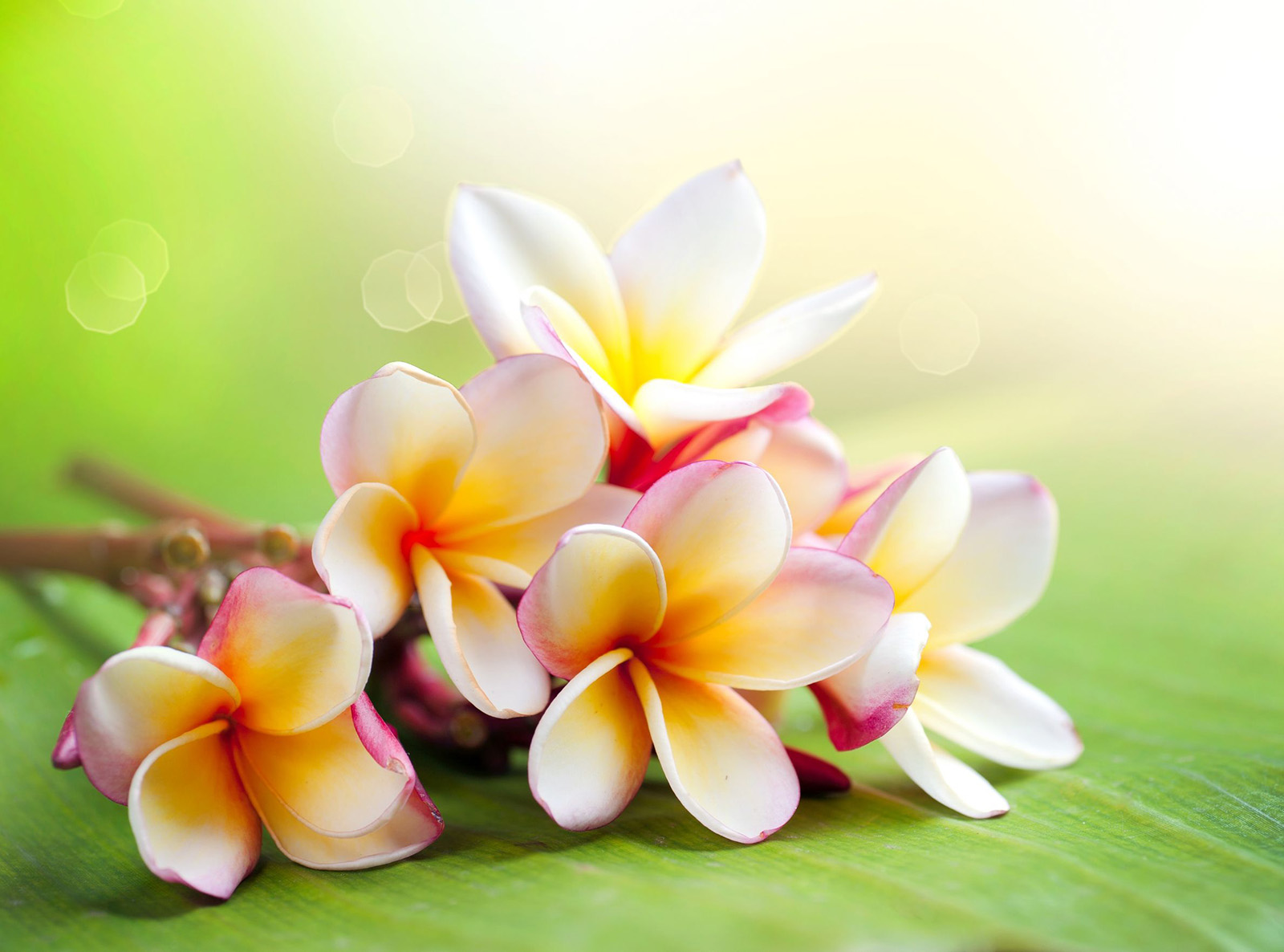Image copyright subbotina / 123RF Stock Photos