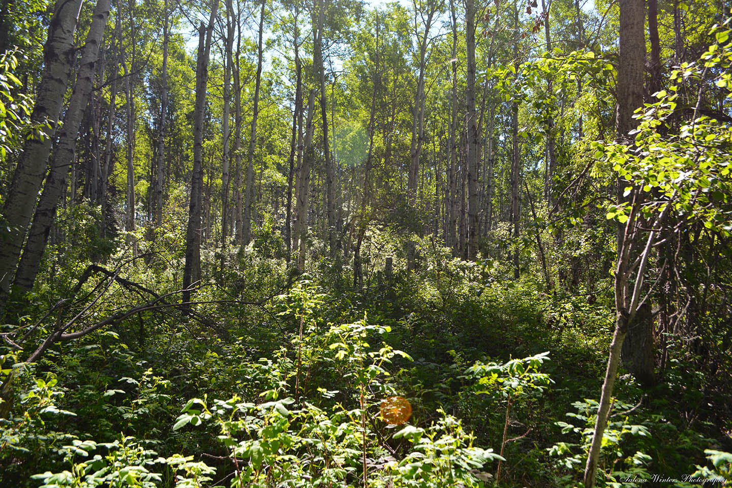 Aspen grove at Leddy Lake.
