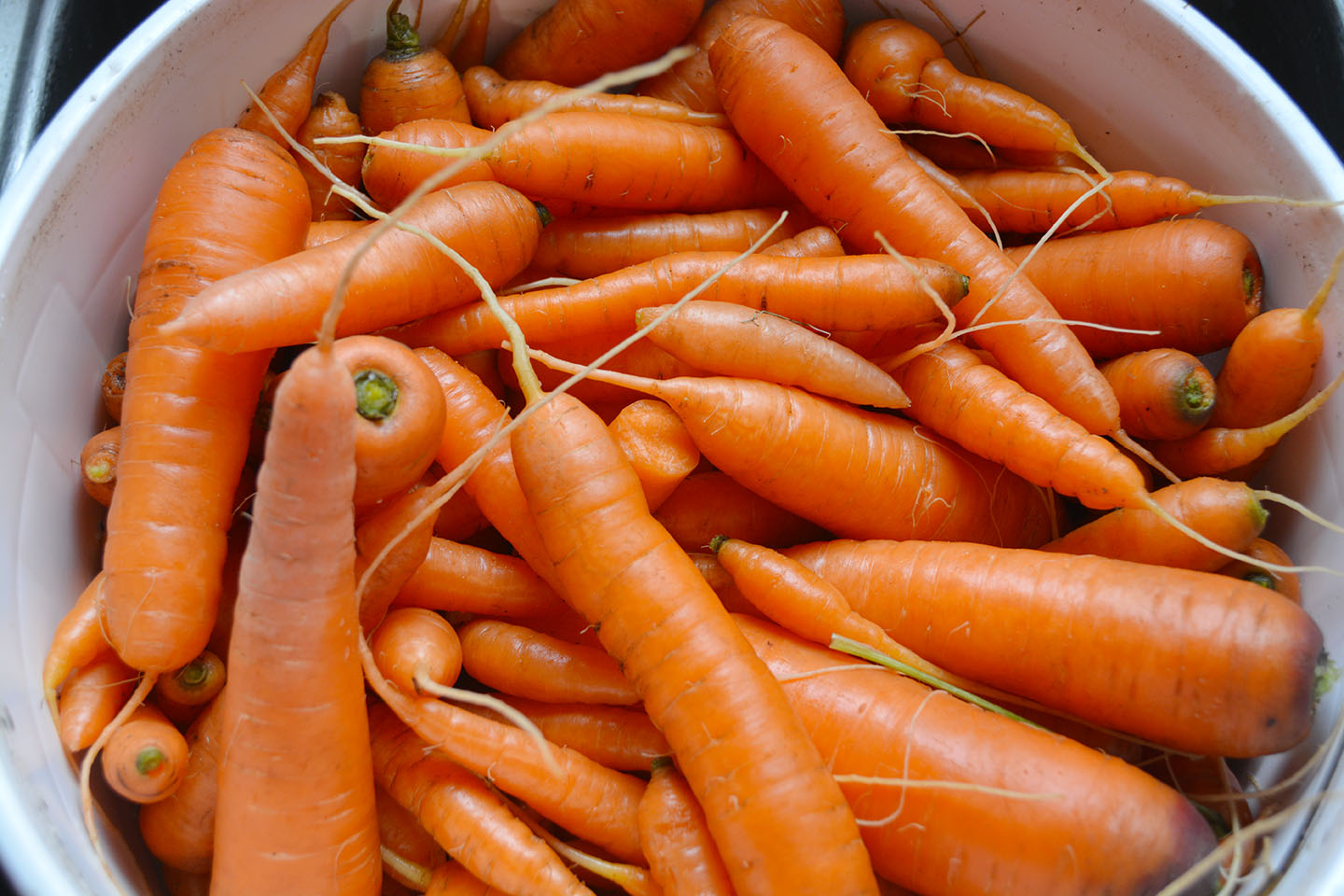 The ground had already started to freeze by the time I dug up my carrots, but I still got most of them up. They reached a decent size, considering how neglected they were in terms of thinning and watering. (These are sweet Nantes variety, so not a huge carrot.)