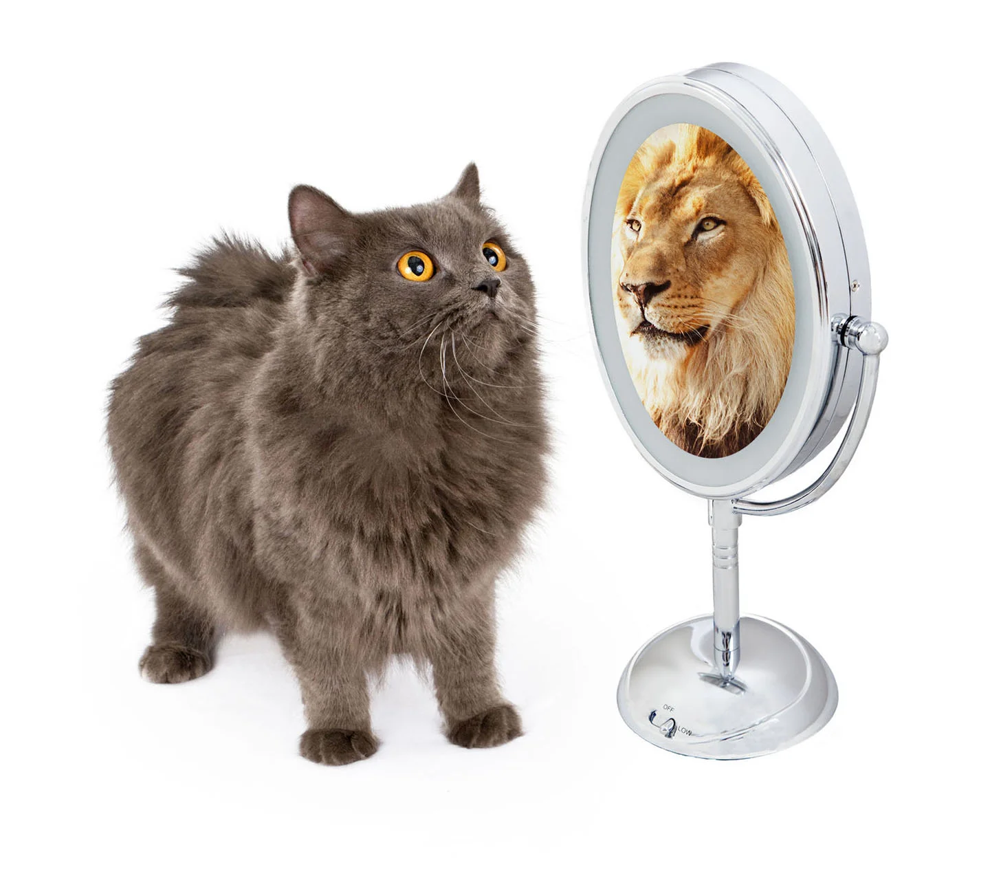 Image copyright adogslifephoto / 123RF Stock Photo .