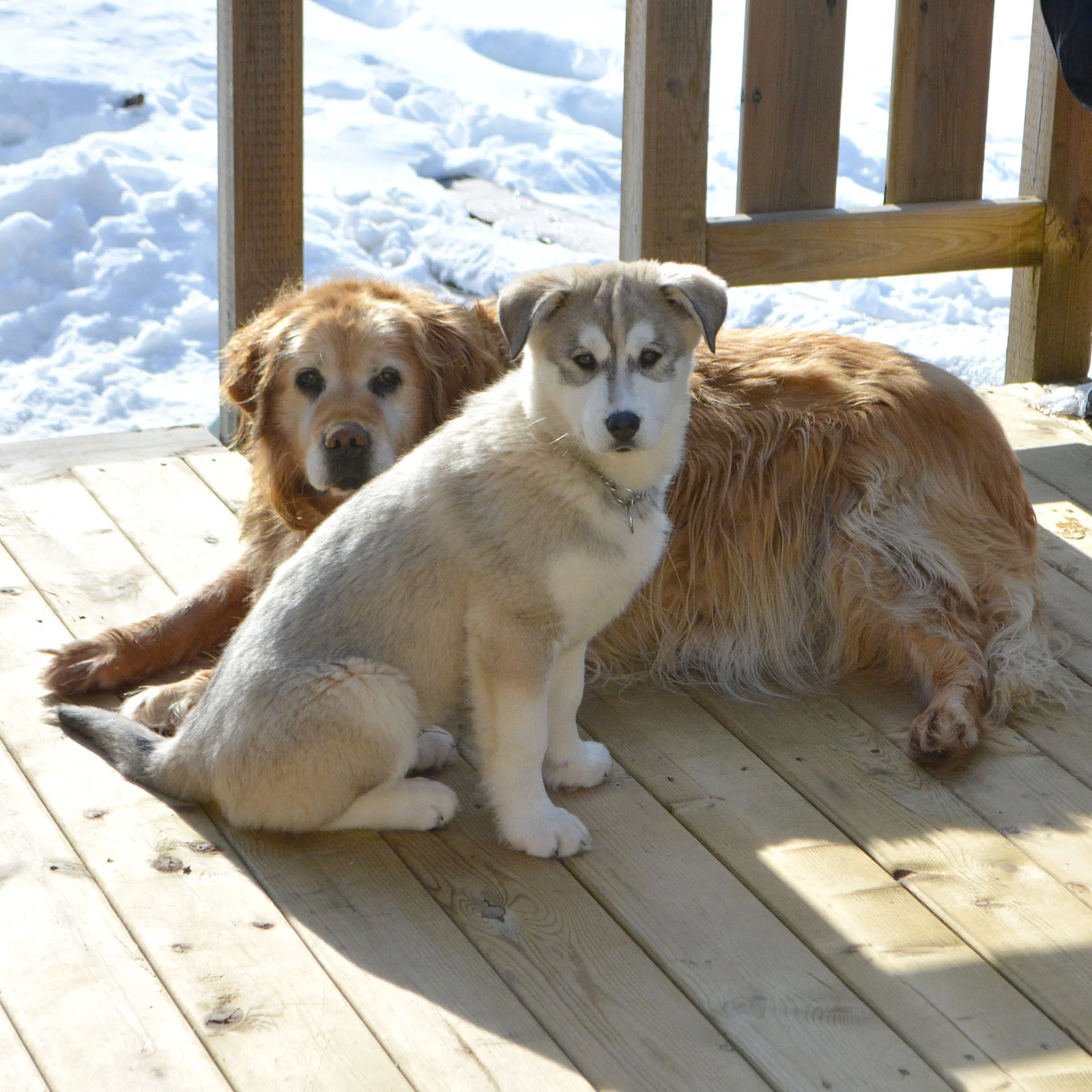 Hiro and Sunshine getting acquainted.