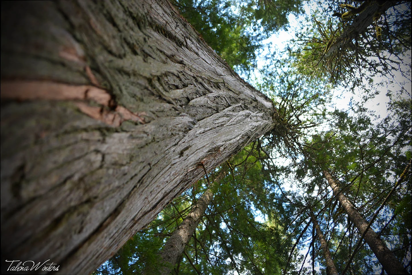 A new perspective at the Giant Cedars Boardwalk near Revelstoke, BC.
