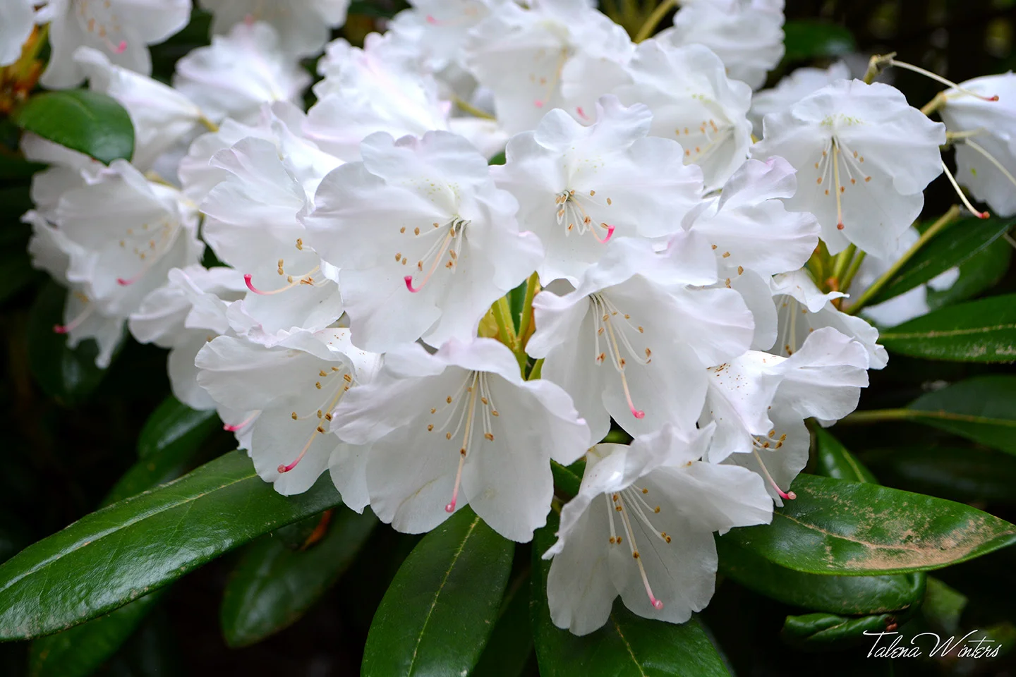 I took far too many photographs of flowers. Wait, scratch that. It's not possible to photograph flowers too much. :-)