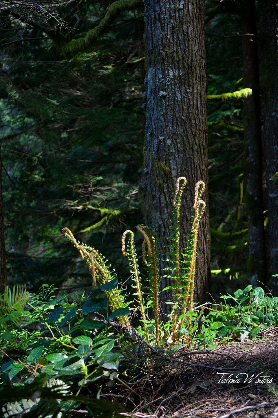 Maidenhair ferns are ubiquitous here.