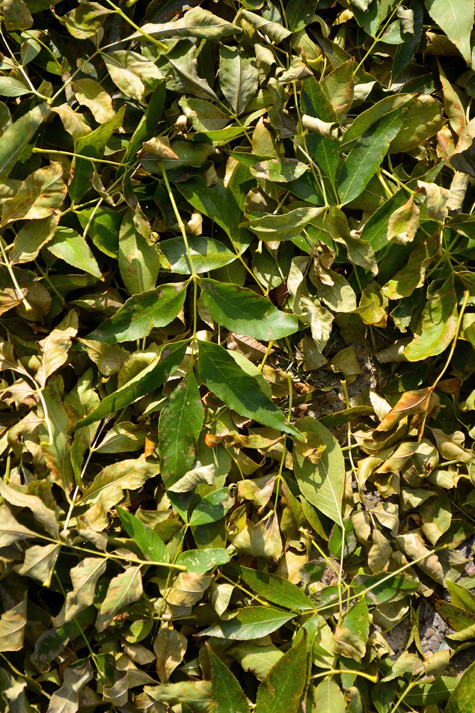 A bed of fallen leaves outside my grandmother’s assisted living home. I just love all that crunchy green texture!