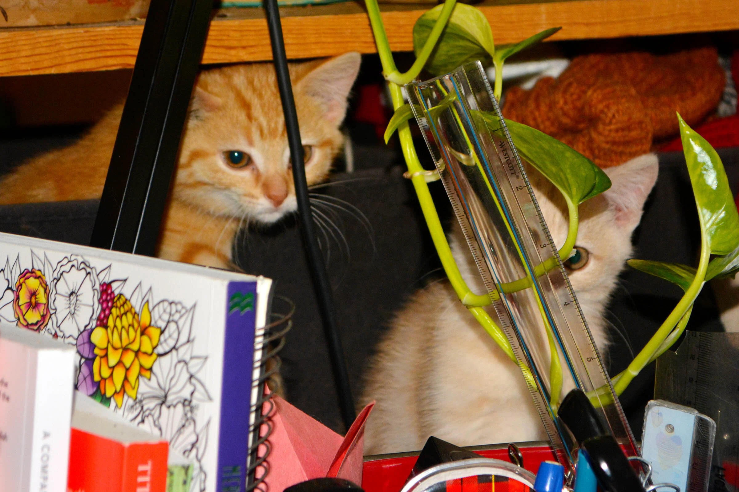 Our newest additions like to hang out in the hat-and-mitten bins behind my desk. I’m okay with that view. :-)