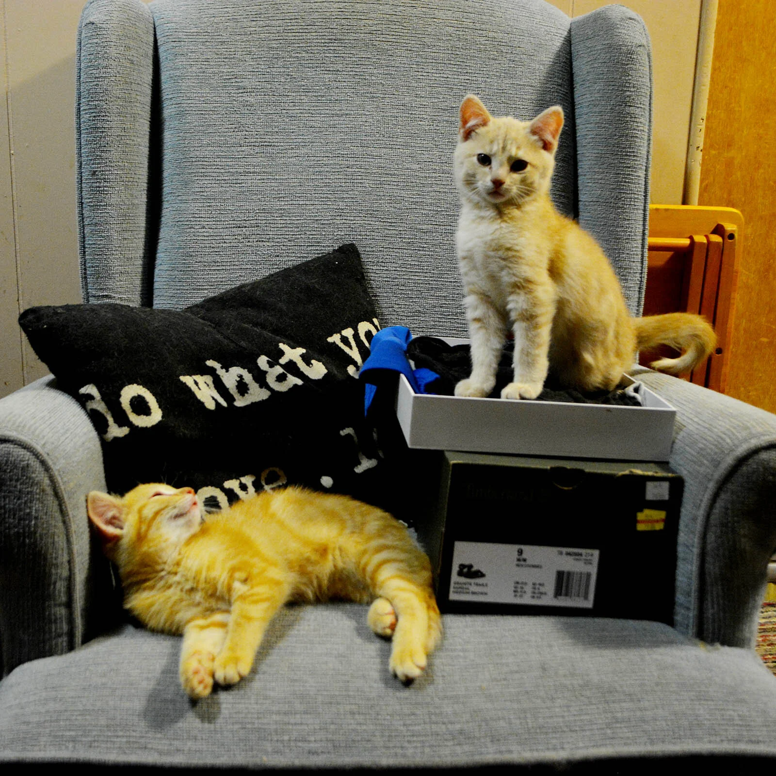 They also like the chair next to my desk. Again, no complaints here. :-)