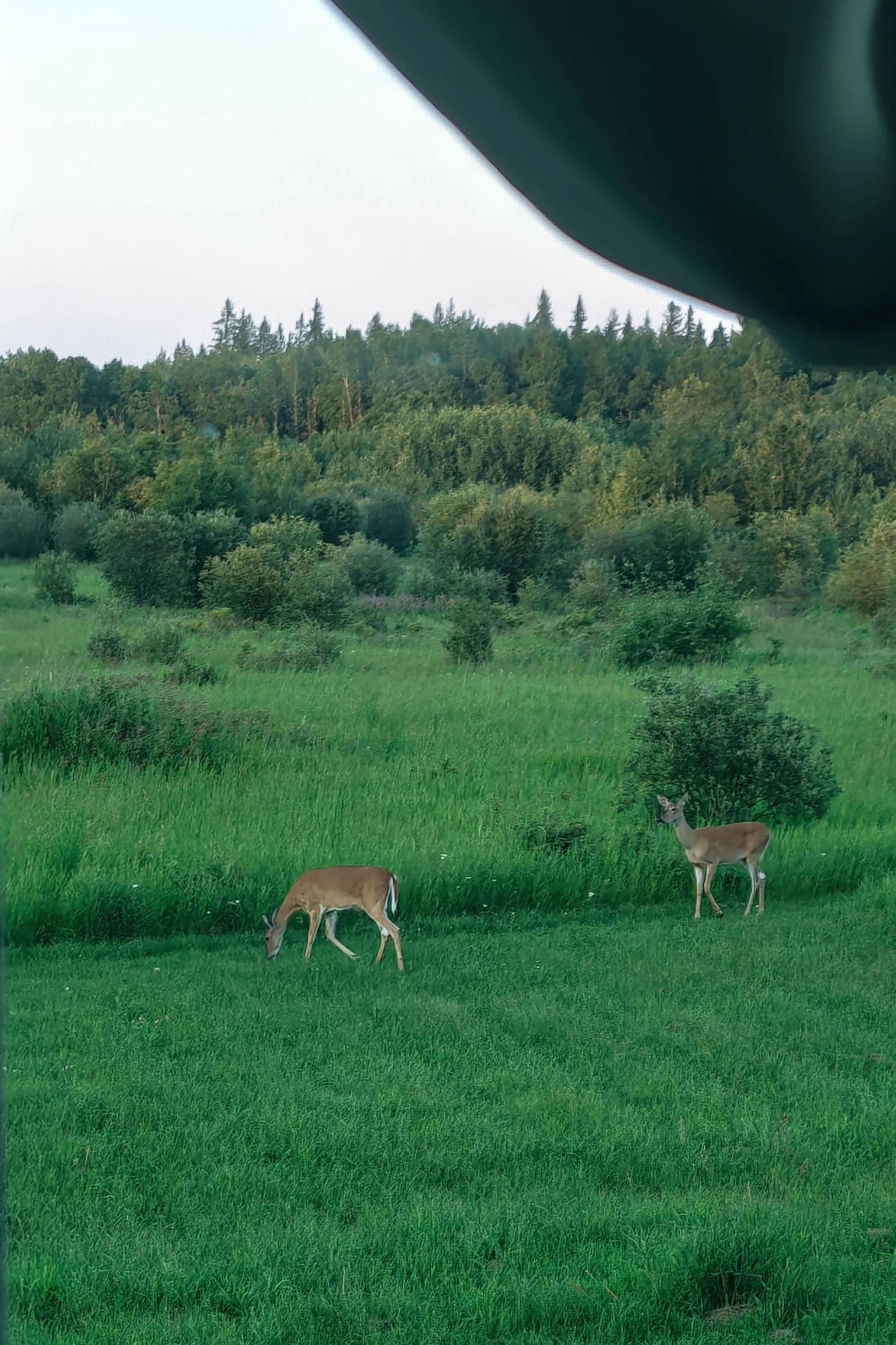 Two deer graze on a lawn at the edge of a field at sunset.