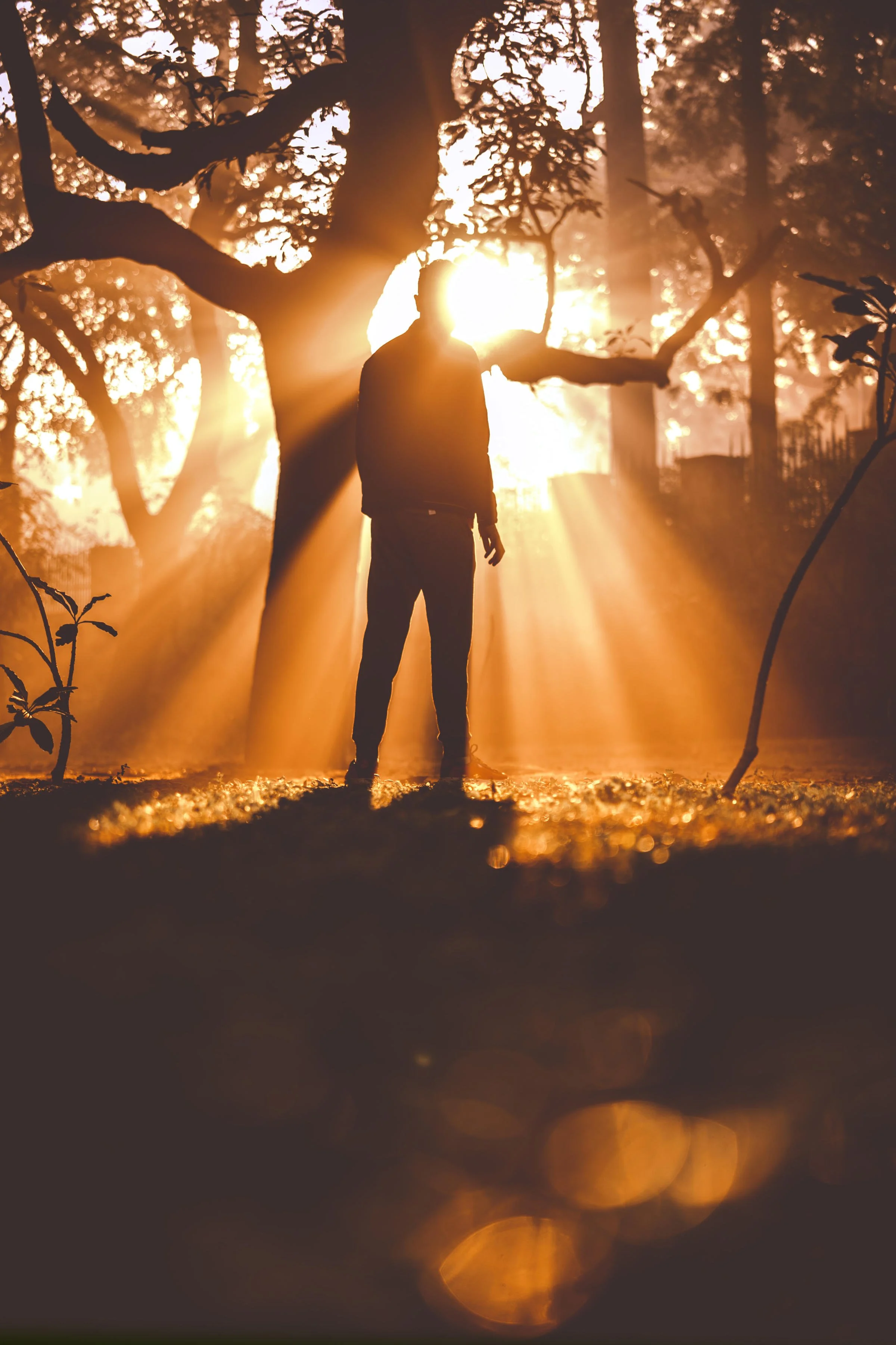 A man backlit dramatically by the setting sun stands looking into the forest.