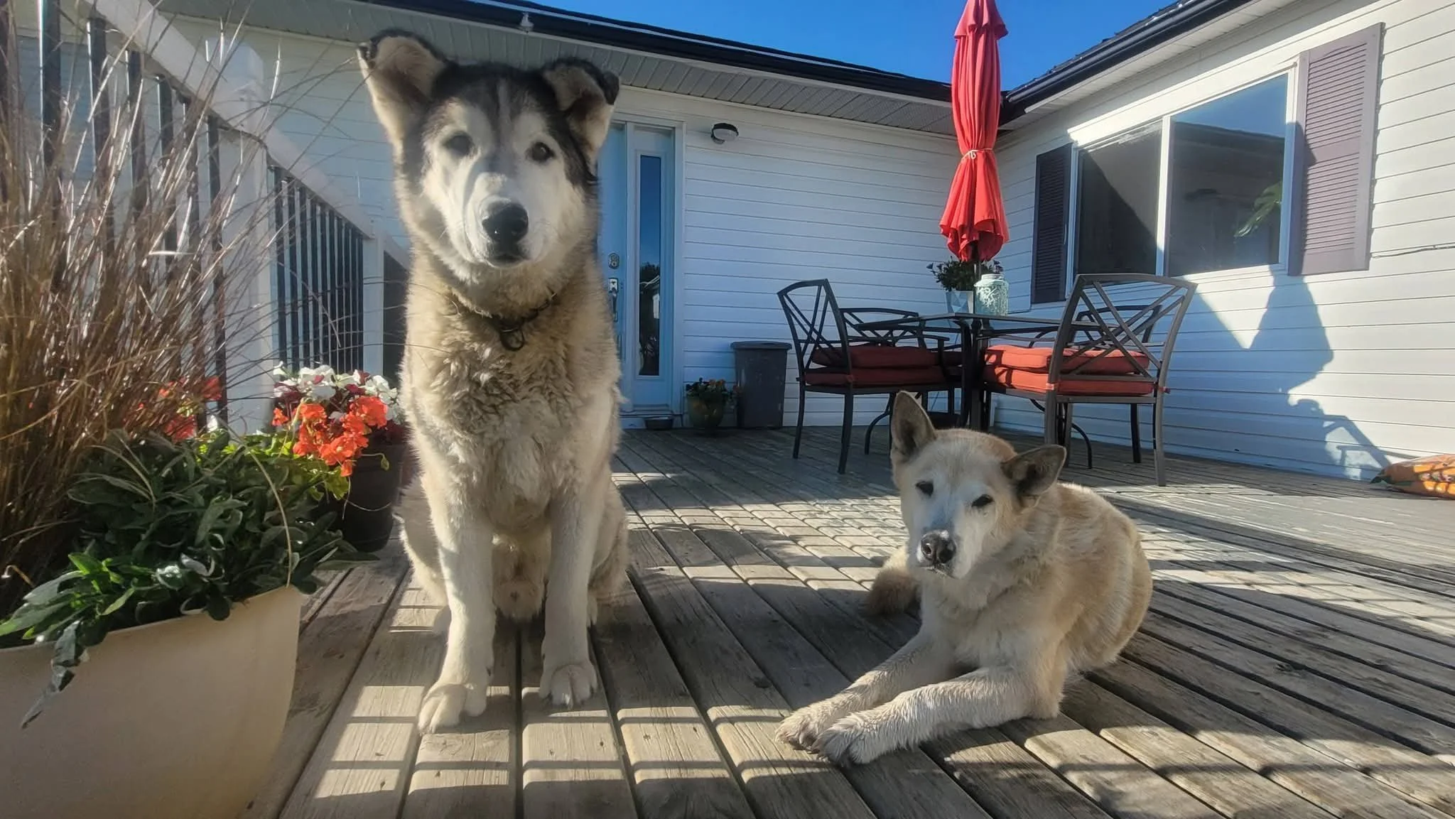 Two dogs relax on a deck.