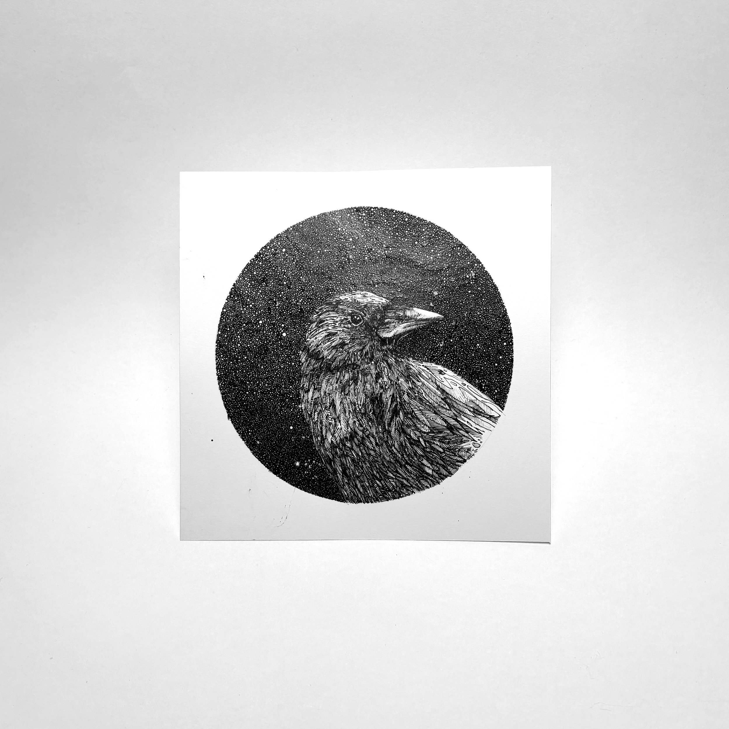 Midnight Crow_Print_1.jpg