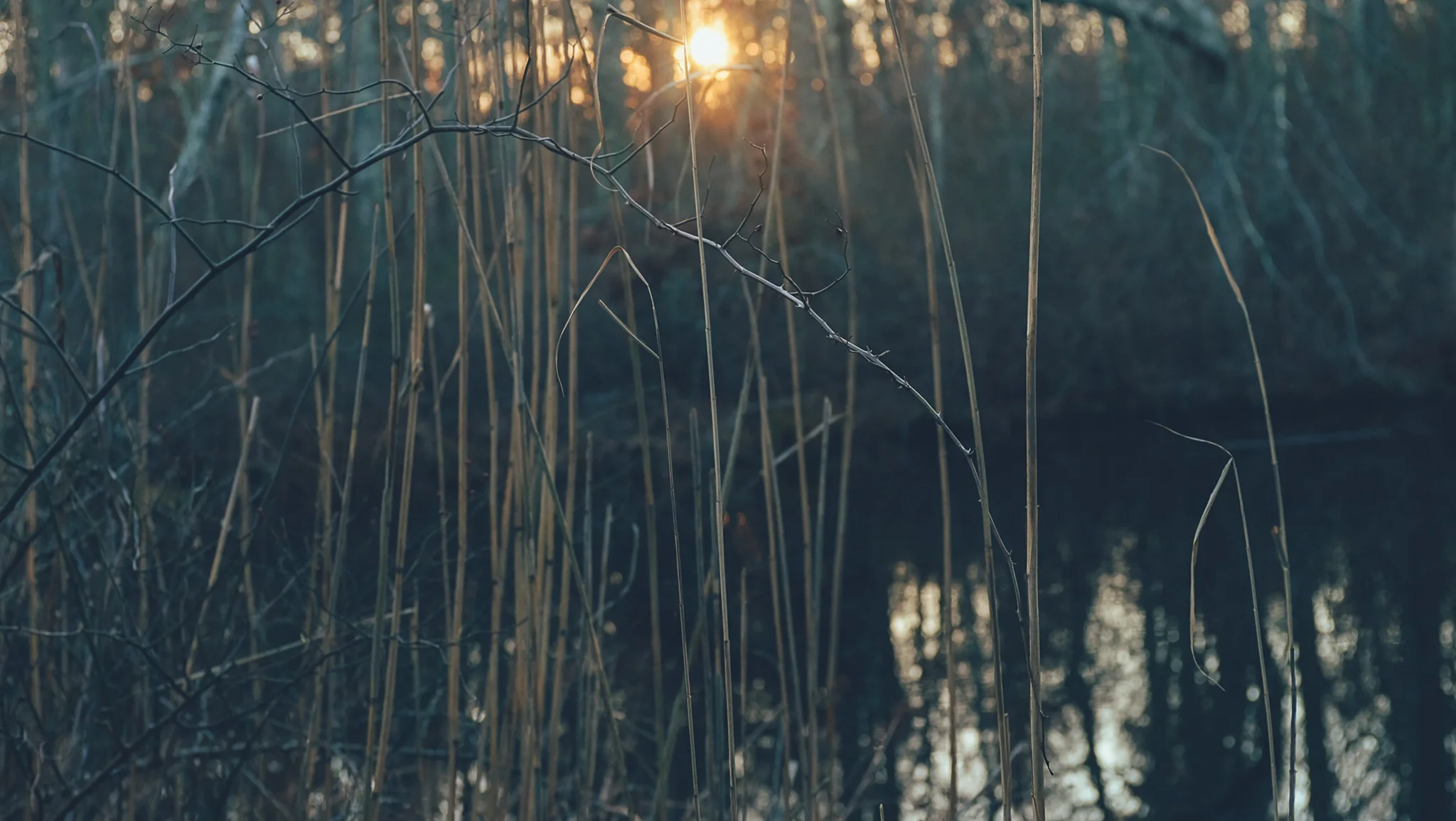 Late Fall near Carmans River, Long Island