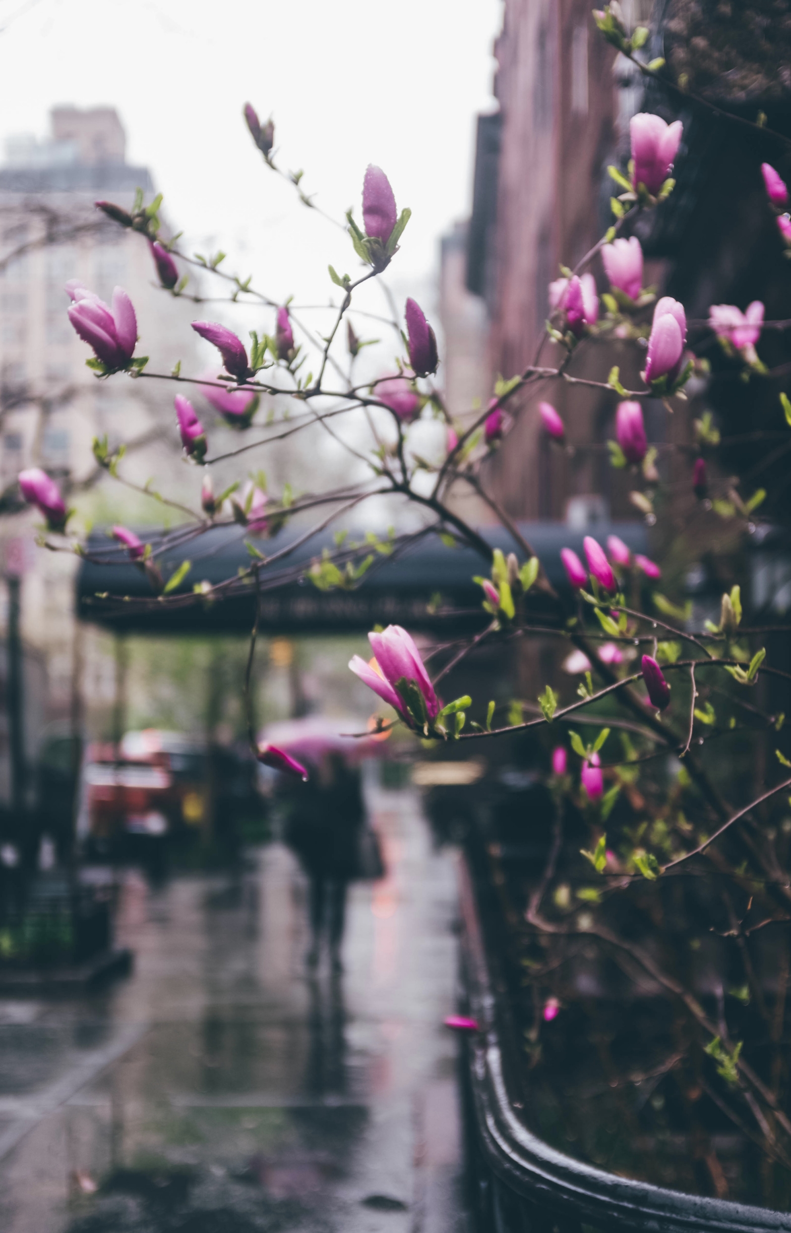 Spring at Irving