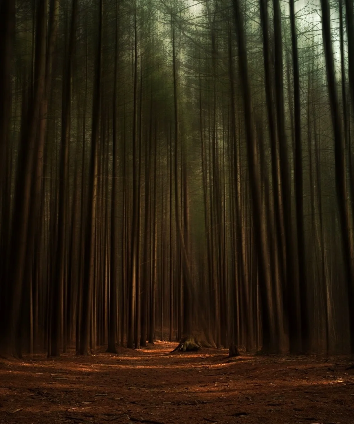 prosser pines, long island