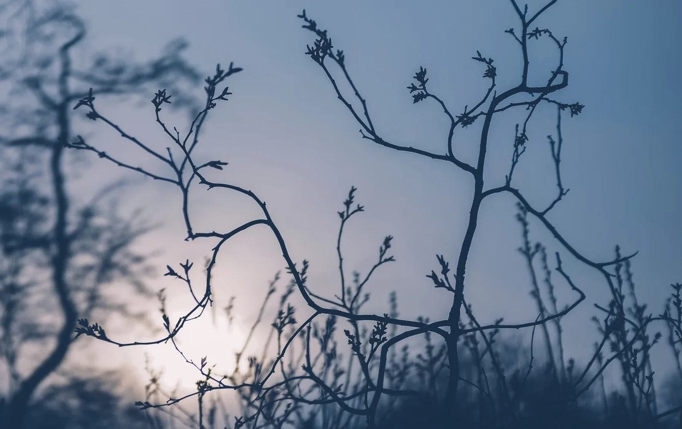 The Blues at Sunrise, Central Park, Manhattan