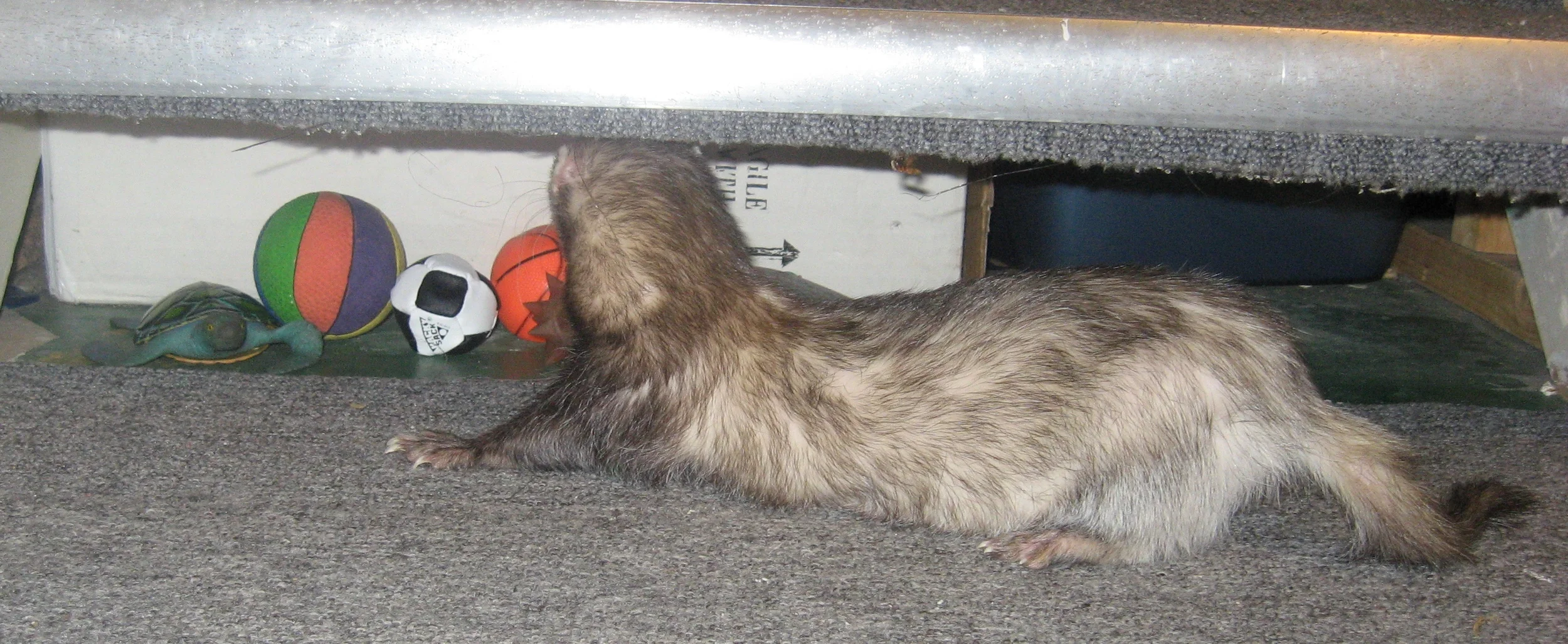 Duke admires his collection of treasured toys he so carefully stashed under the stairs.