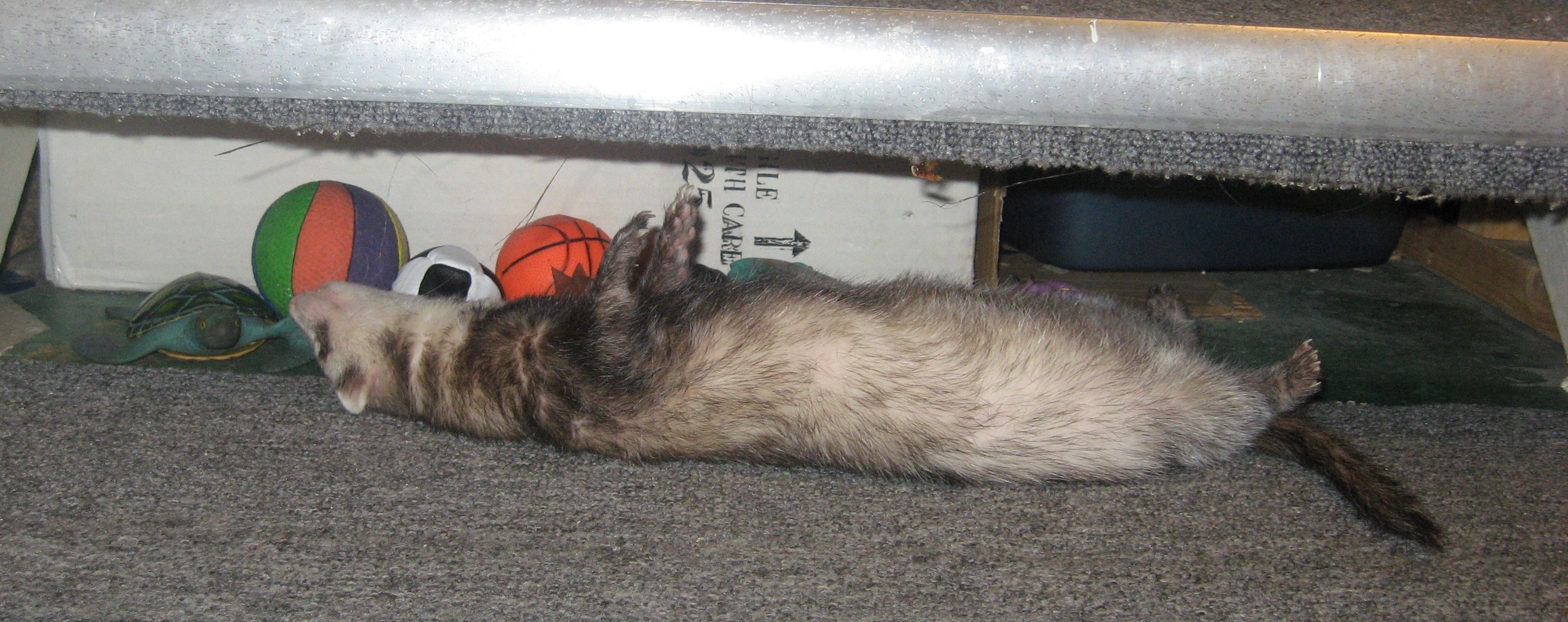 It's such hard work climbing up and down all of those stairs, Duke decides to take a nap while keeping a close eye on his treasure.