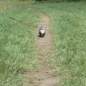 Who knew his short little legs could move so fast.