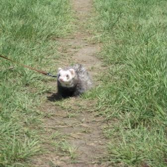 Duke walks down the well-worn path with his caregiver.