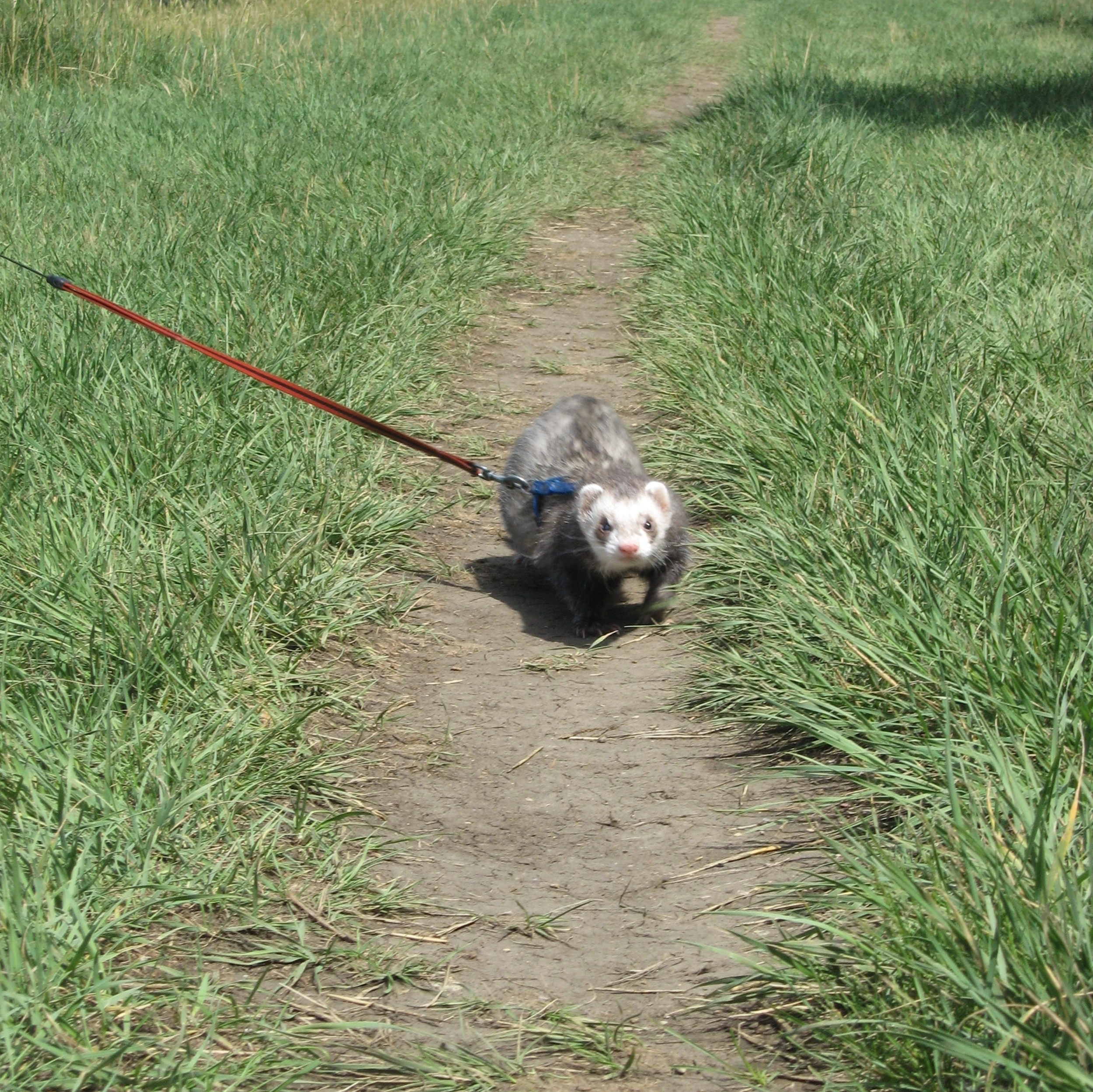 Look at the intense alertness on his face as he walks home.