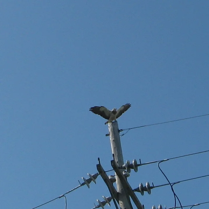 Hawks were landing on nearby power poles, watching Duke's every move.