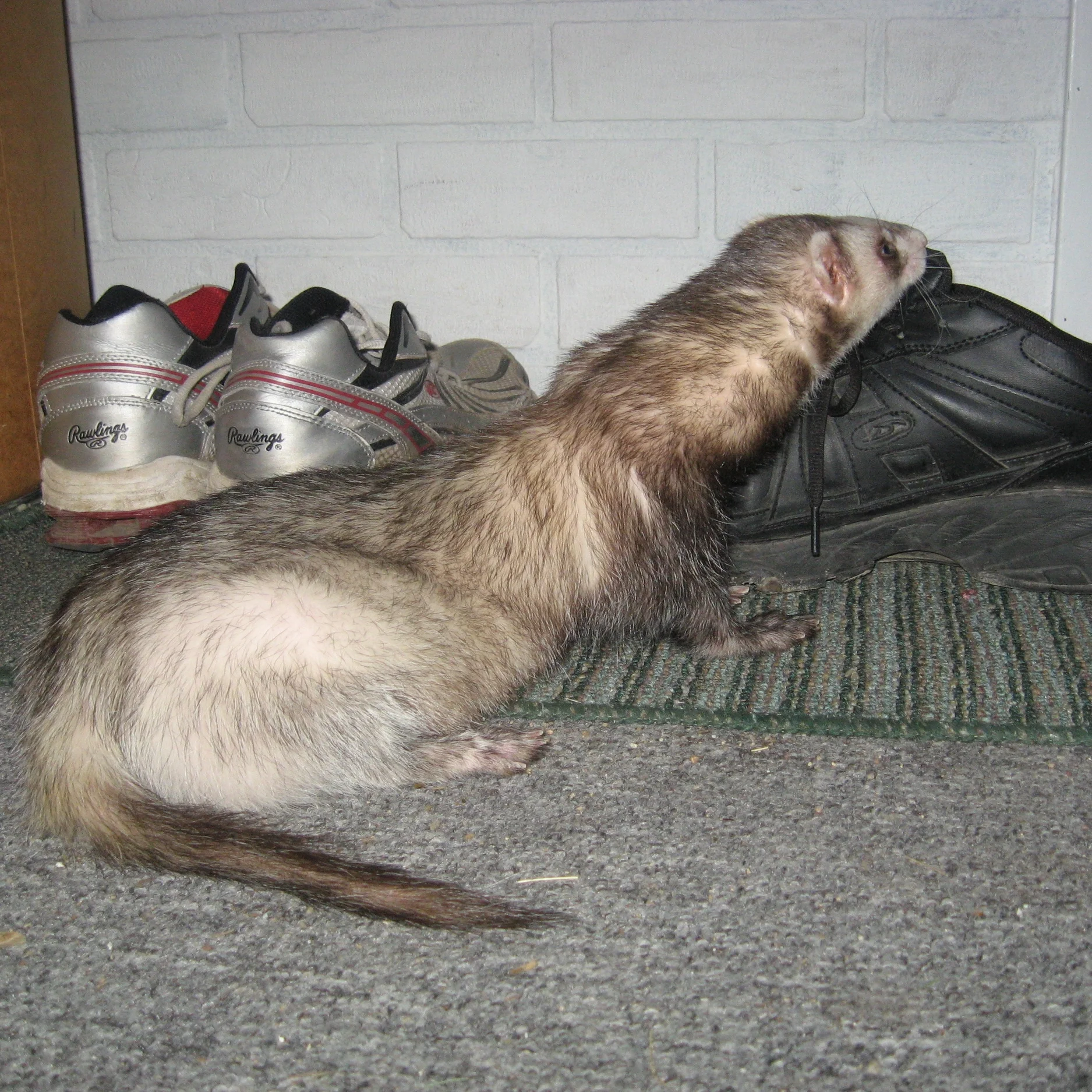 Duke is obsessed with smelly shoes.