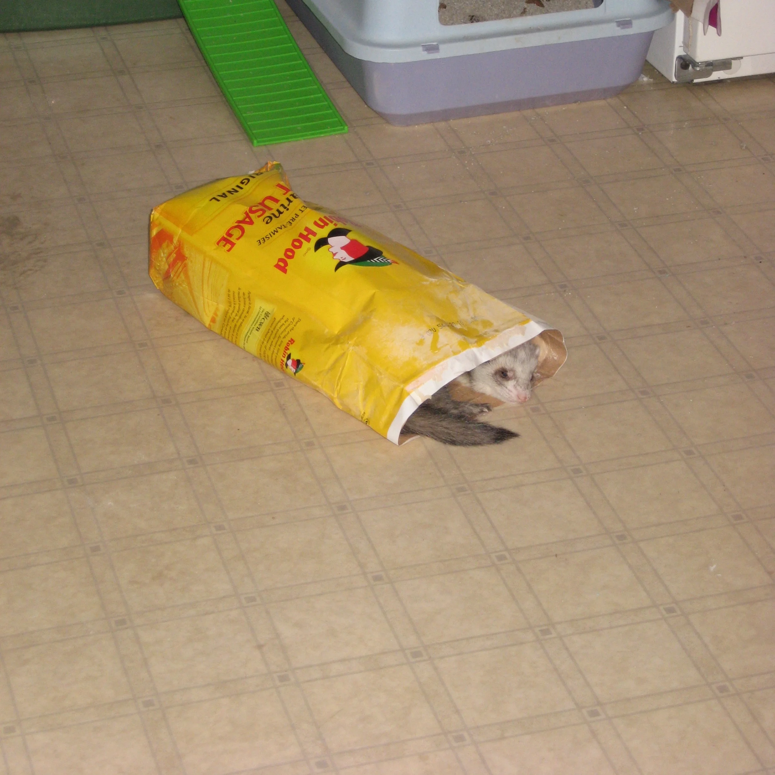 Duke discovers that his caregiver was recording him getting into trouble and posting it on YouTube. Click on the video page to see for yourself. He's so embarrassed that he curls up in an empty bag of flour for a nap, hoping to gain sympathy points.