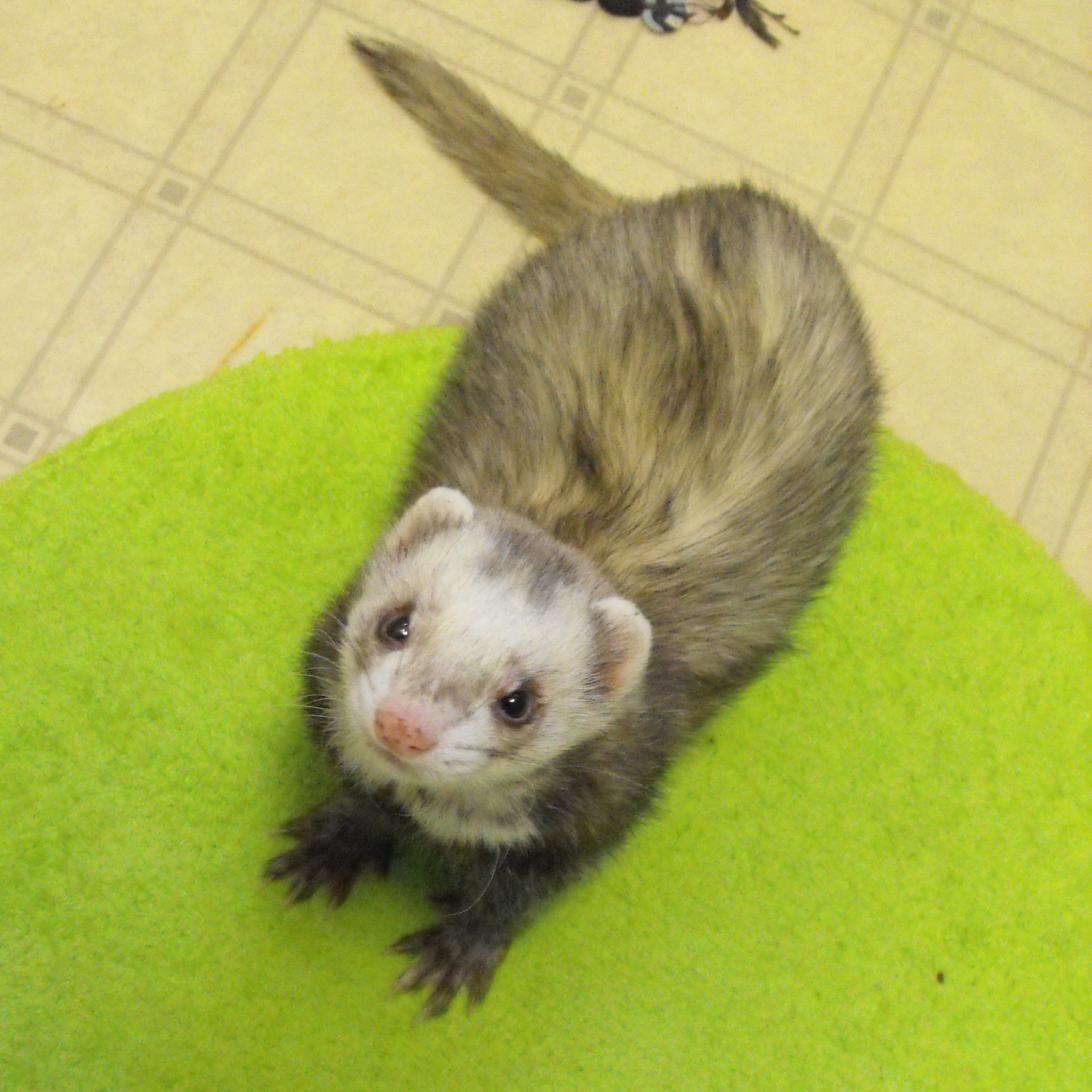 Duke keeps his eyes on his caregiver because she's holding a tasty treat just for him. If he keeps his focus on her, all of his other problems seem to fade away.