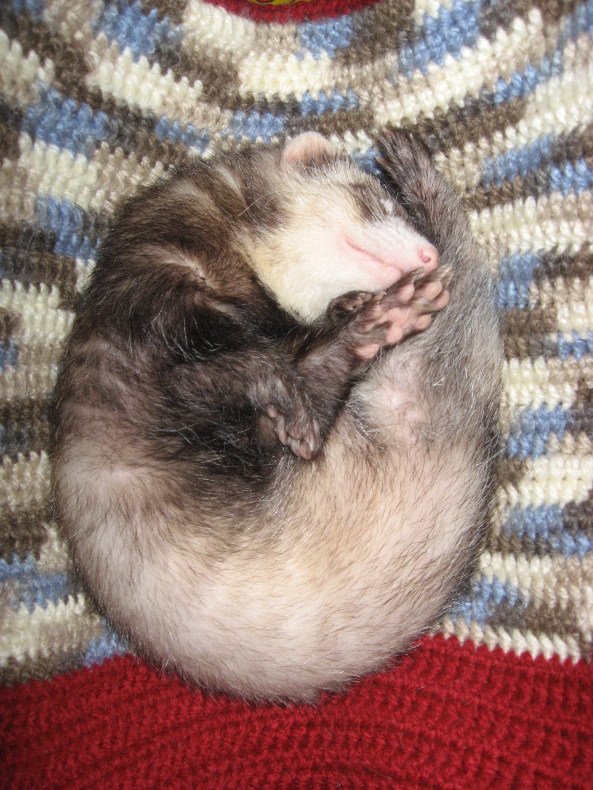 In his hammock. This was shortly after he was rescued. 