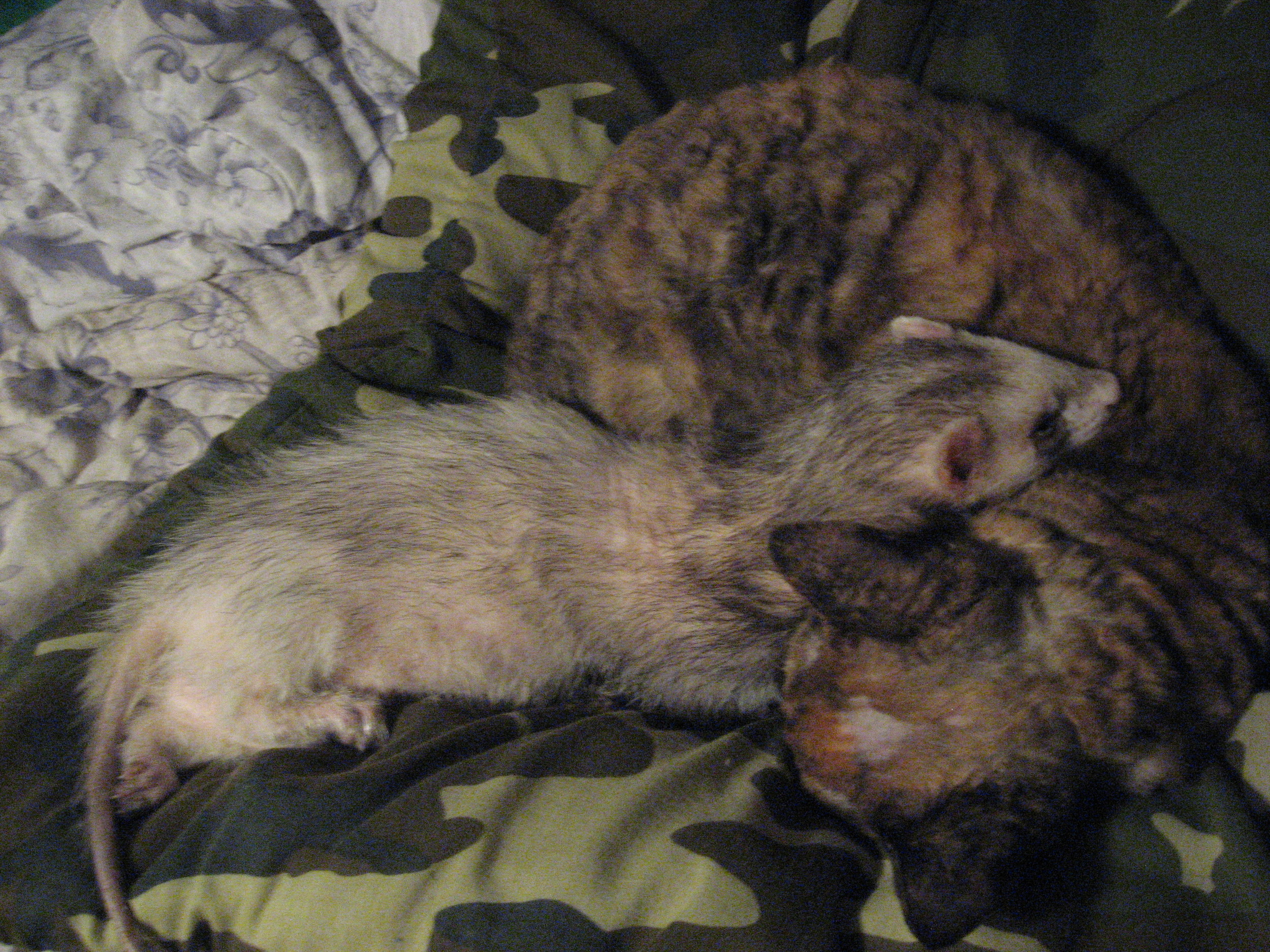 Again with the cat. This was taken when he was older and sick.