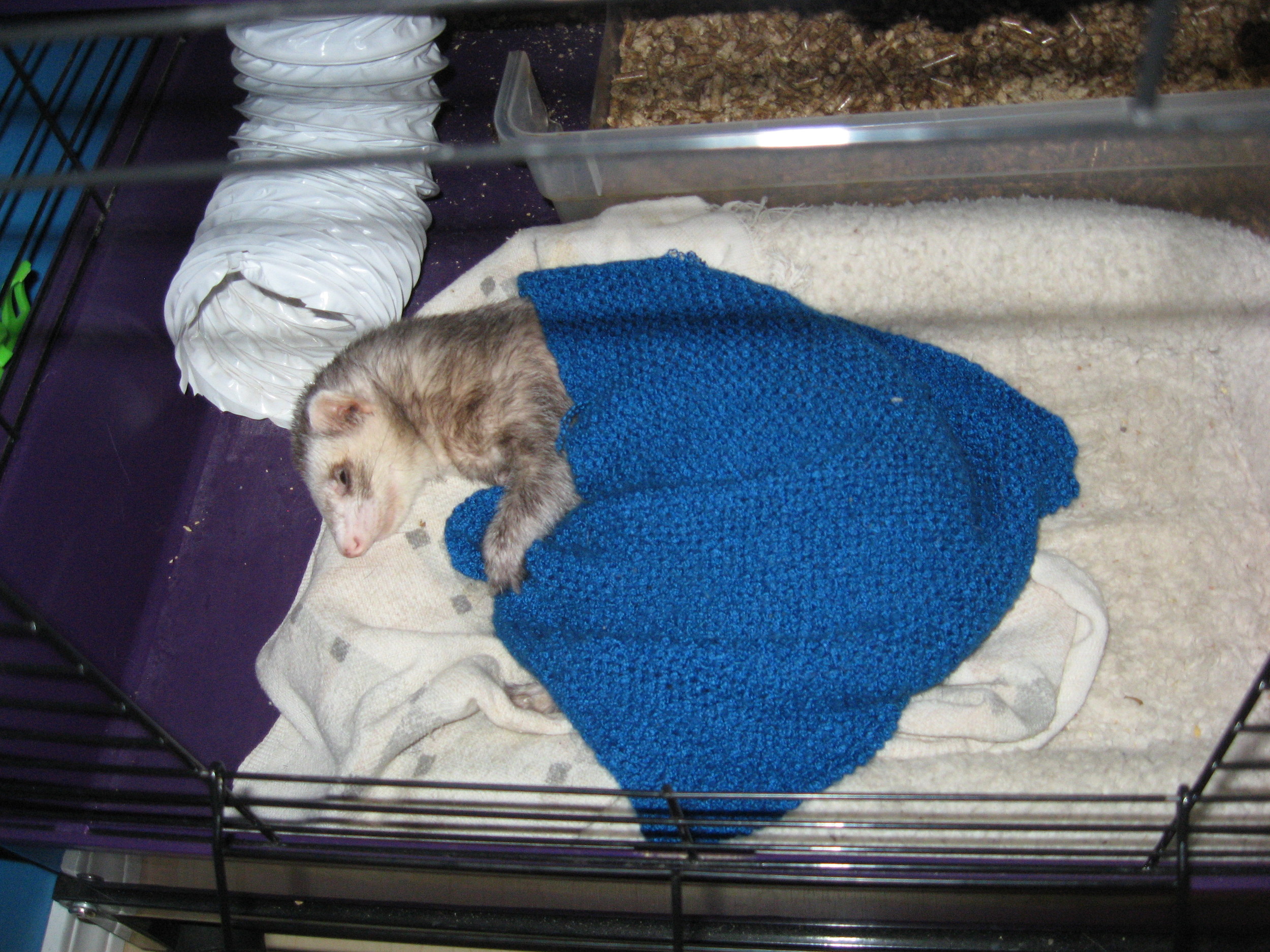 In his bed with his favourite blankie 