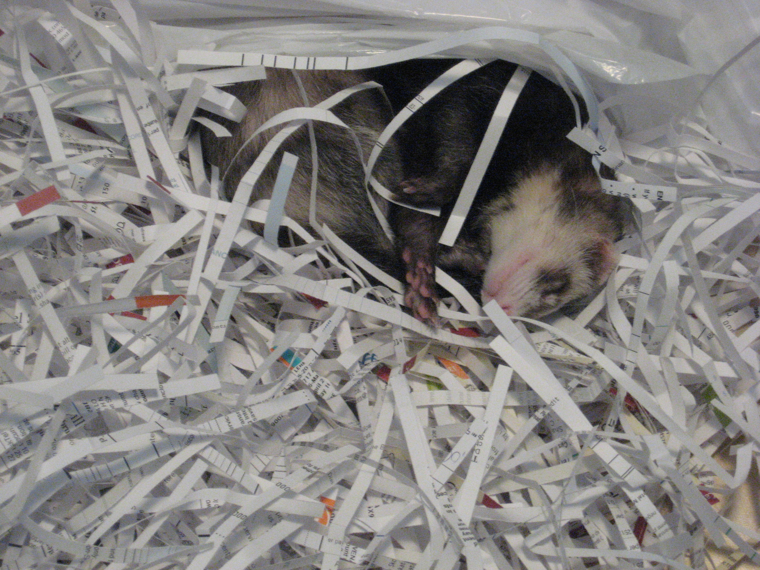 In a pile of shredded paper