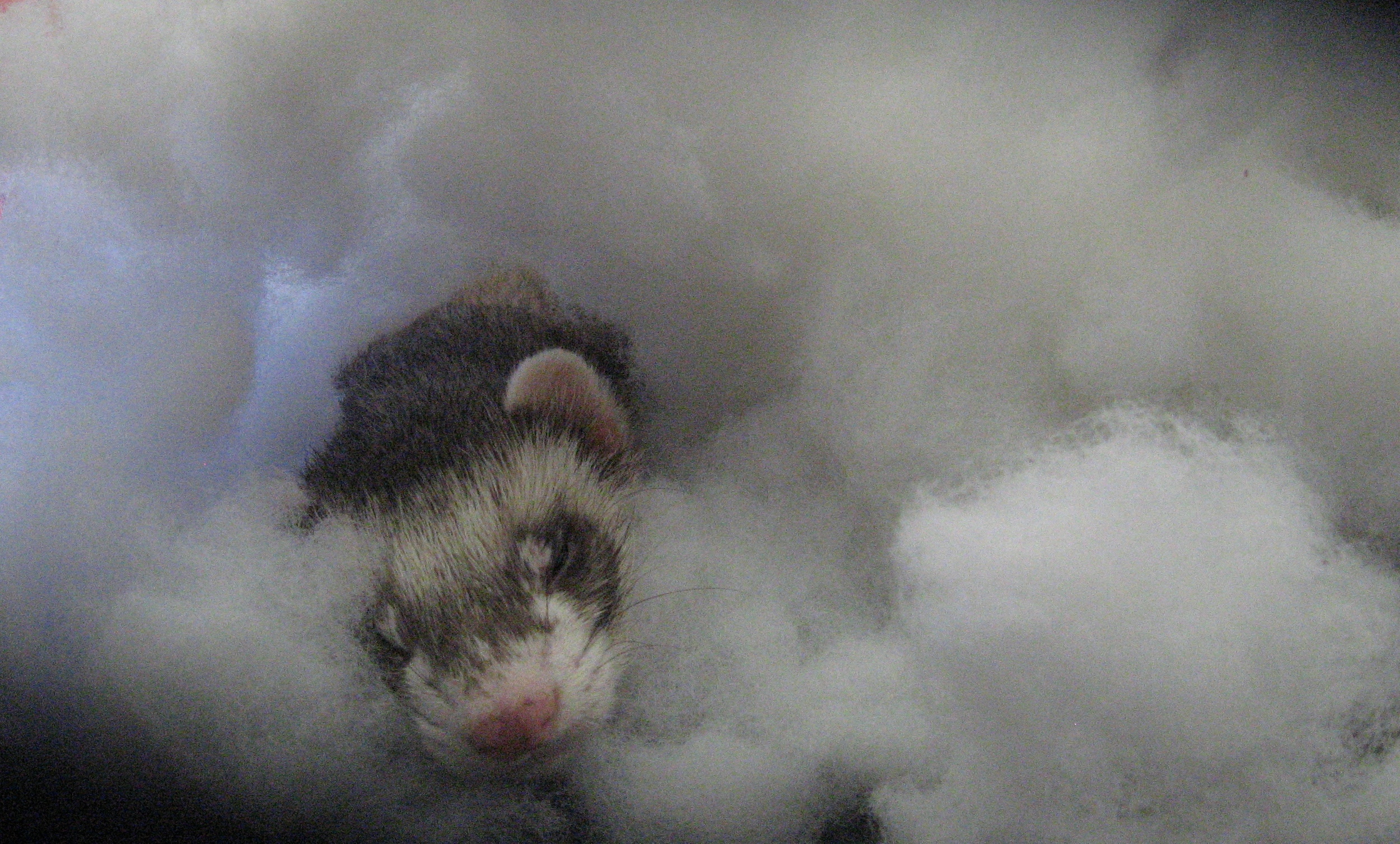 In a cloud. Just kidding, but it looks like a cloud doesn't it? It's stuffing that's used for making pillows or stuffed animals, etc. 