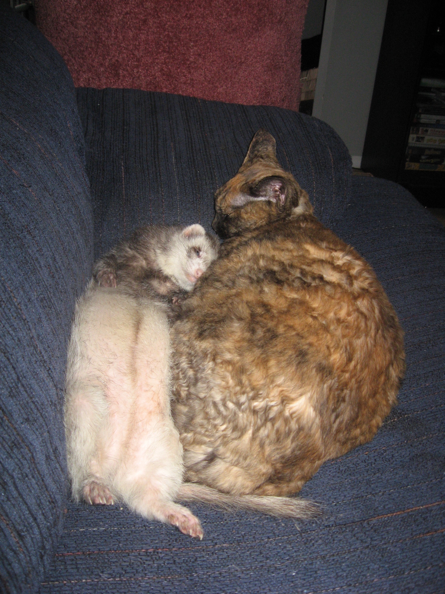 Duke loved to sleep. He could sleep anywhere. He could sleep with the cat.