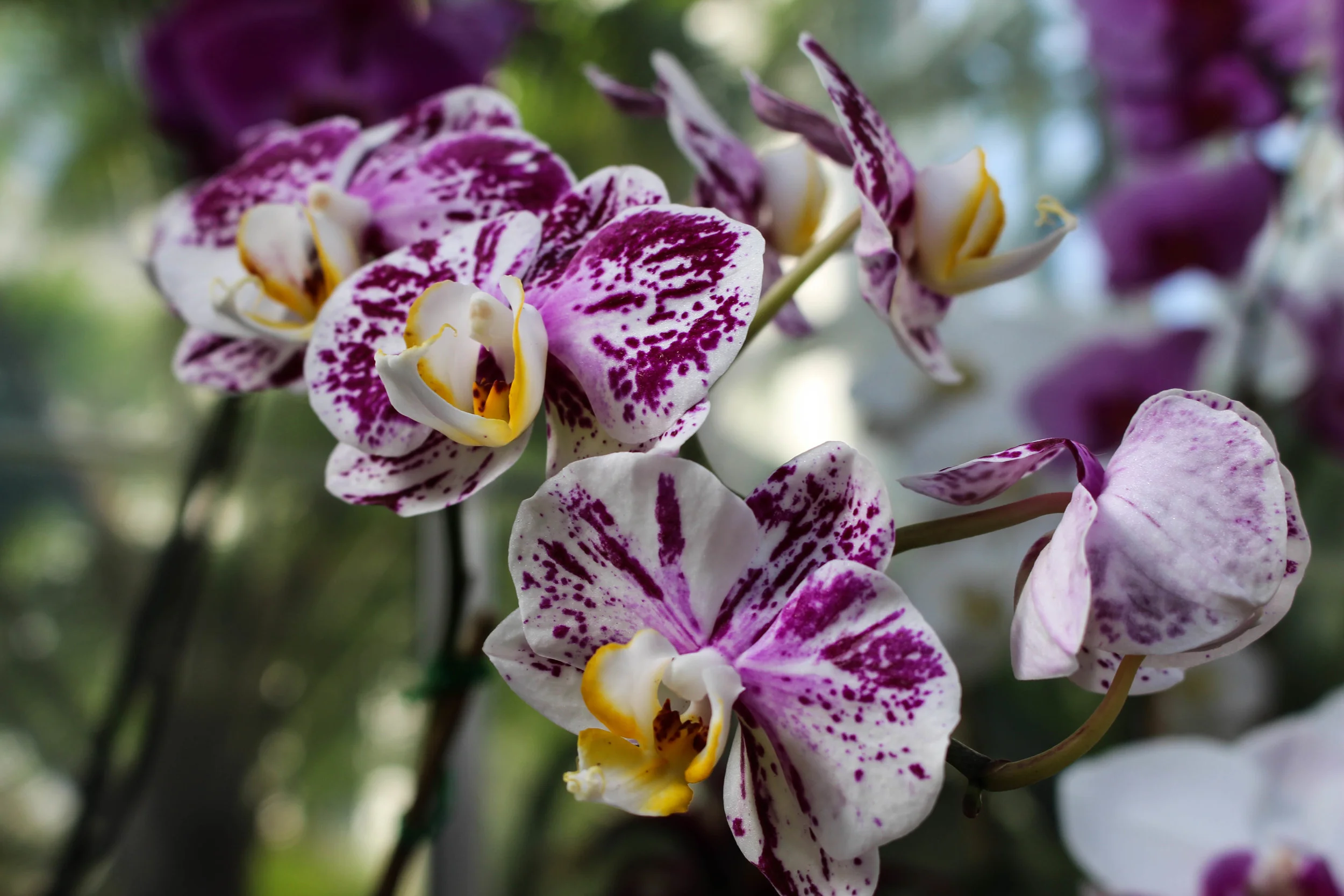 biltmore (6 of 12).jpg