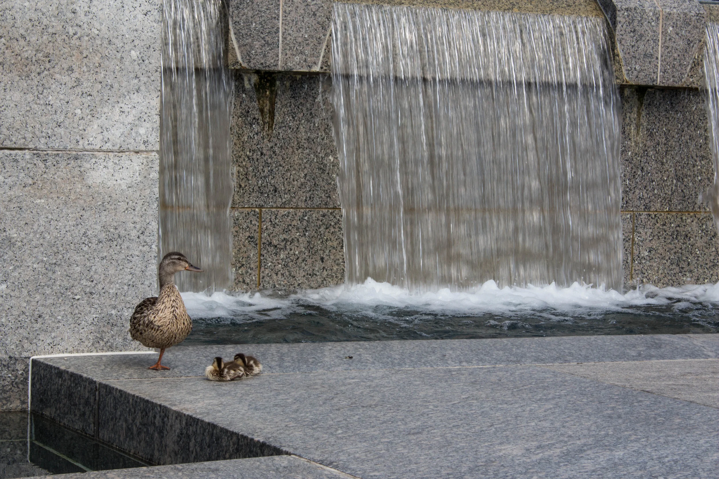 DCbaby (63 of 157).jpg