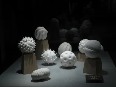Maria Fernanda Cardoso, Museum of Copulatory Organs.
