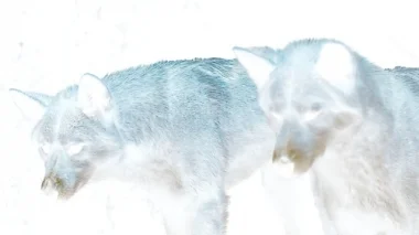 Janet Laurence, Dingo , 2014, video, 4'08".